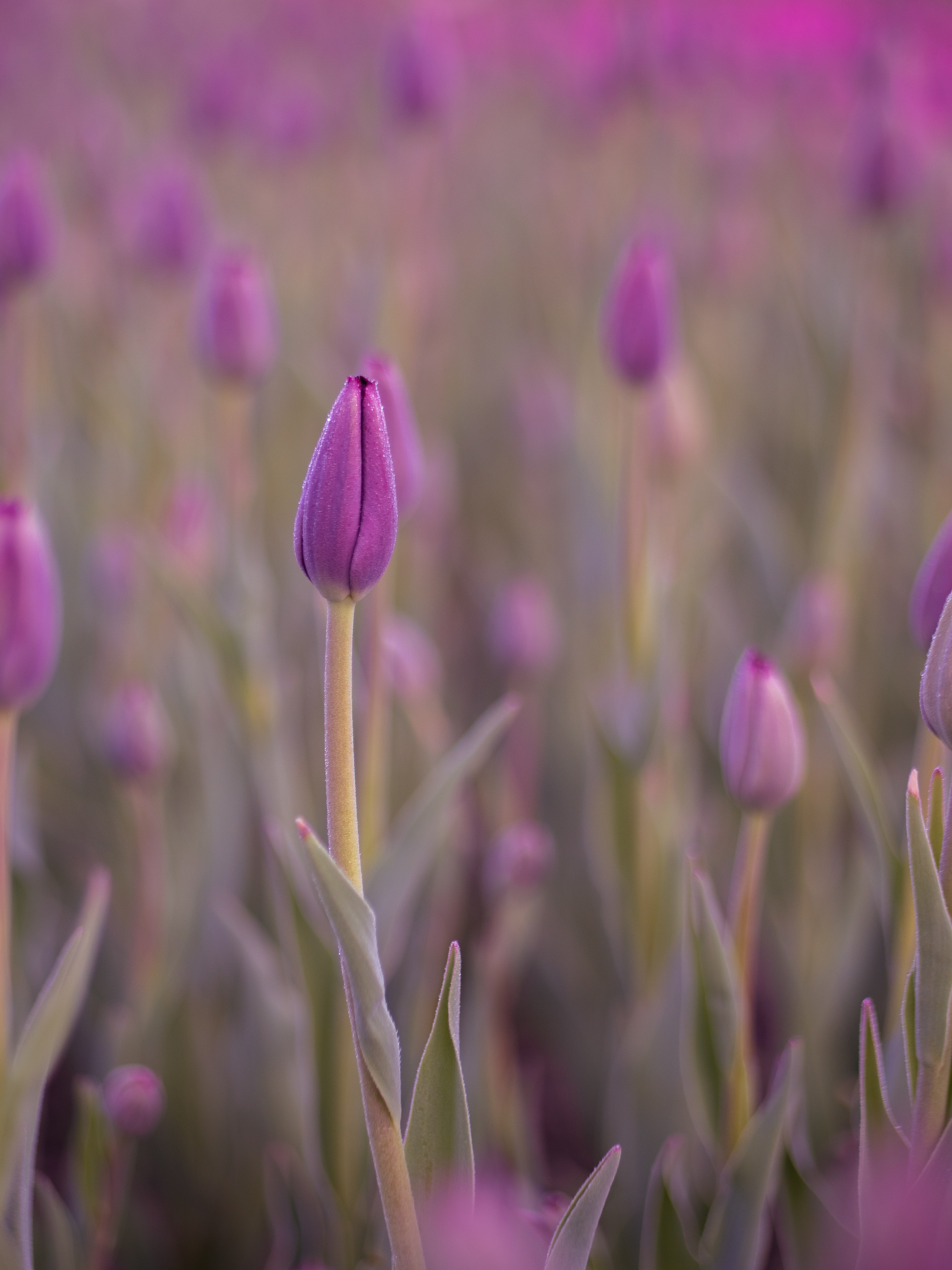 Téléchargez gratuitement l'image Mouiller, Tulipe, Fleur, Macro, Bourgeon, Mouillé, Rosée, Mauve sur le bureau de votre PC