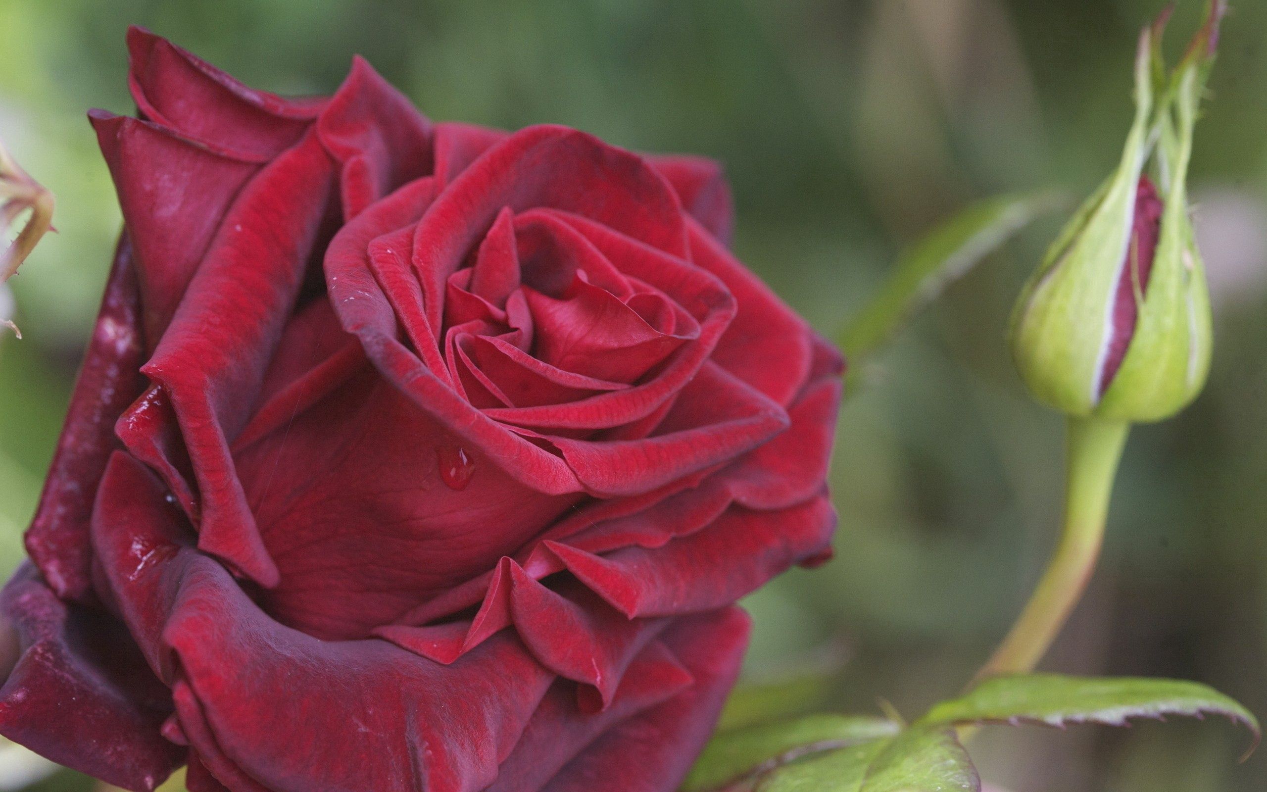 Téléchargez des papiers peints mobile Macro, Pétales, Bourgeon, Fleur, Une Rose, Rose gratuitement.