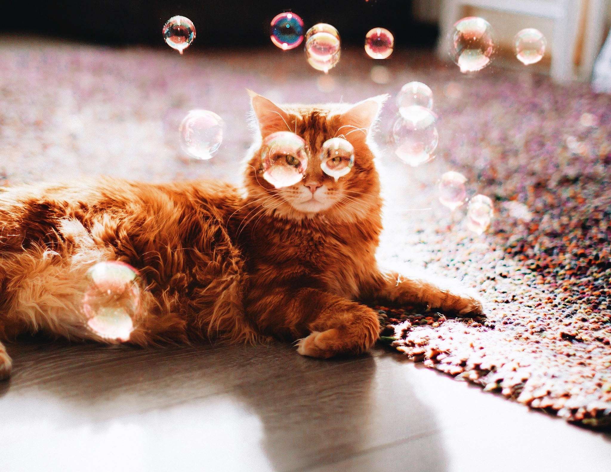 Free download wallpaper Cats, Cat, Animal, Bubble on your PC desktop