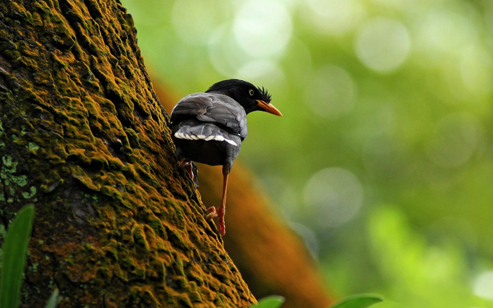 Free download wallpaper Animals, Bird, Wood, Tree, Branch, Climb on your PC desktop