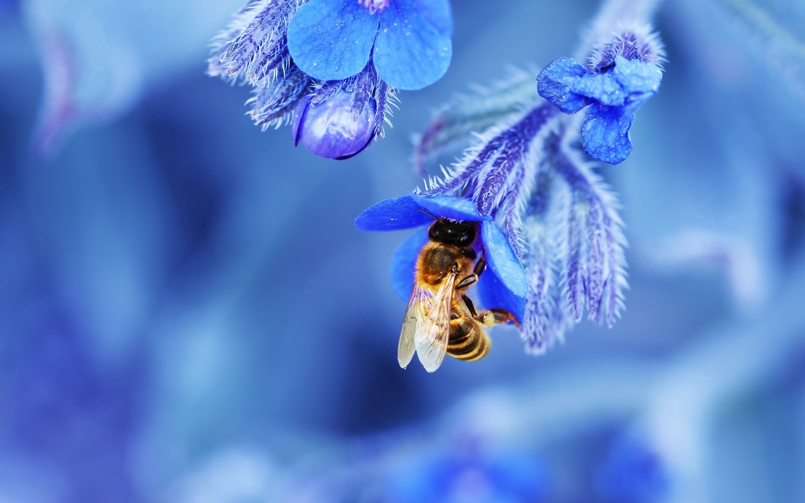 70333 скачать картинку цветок, макро, пчела, голубой - обои и заставки бесплатно