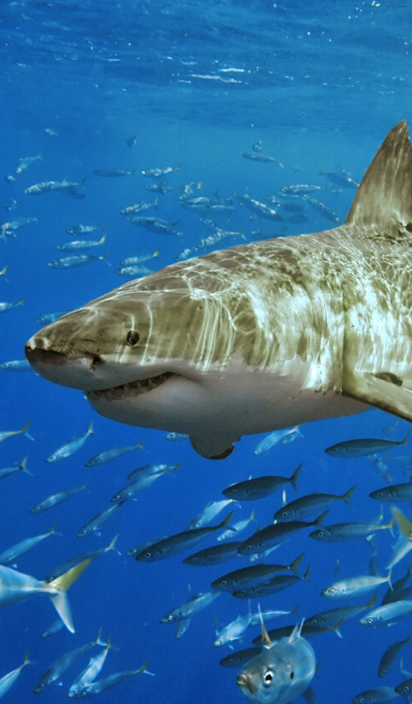 Descarga gratuita de fondo de pantalla para móvil de Animales, Tiburones, Océano, Tiburón, Gran Tiburón Blanco, Pez.