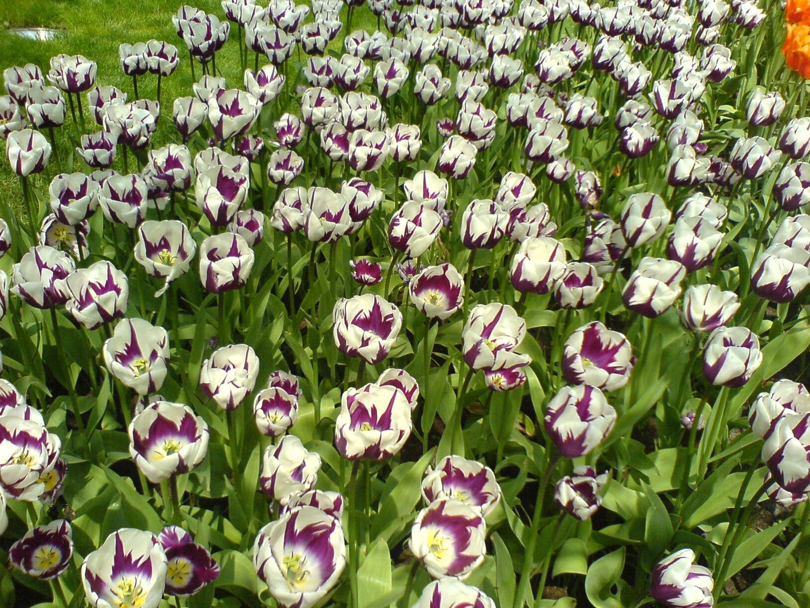 flower bed, flowerbed, flowers, tulips, park, disbanded, loose, lawn, variegated, mottled