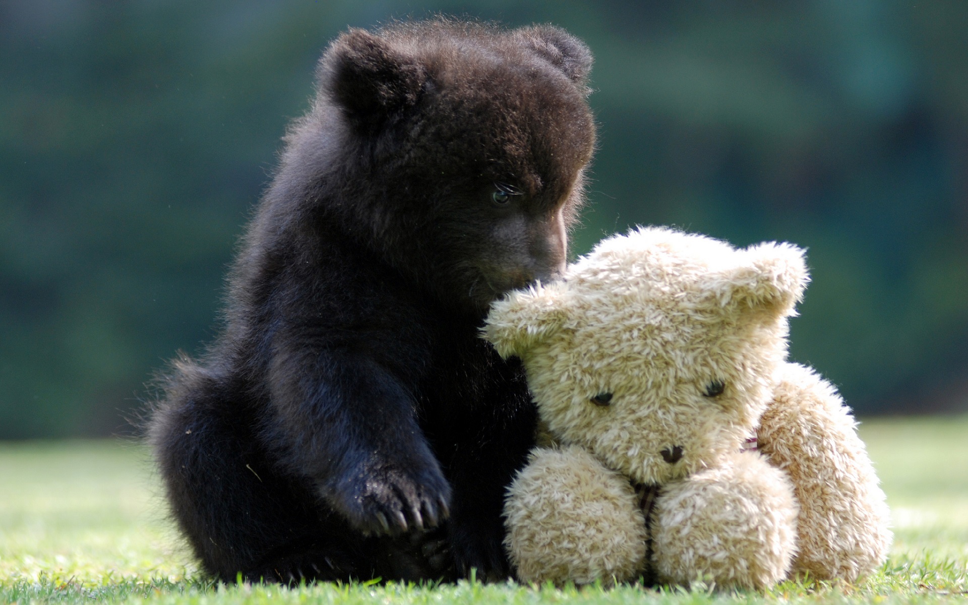 Free download wallpaper Animals, Toys, Bears on your PC desktop