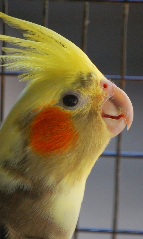 Download mobile wallpaper Birds, Animal, Cockatiel for free.