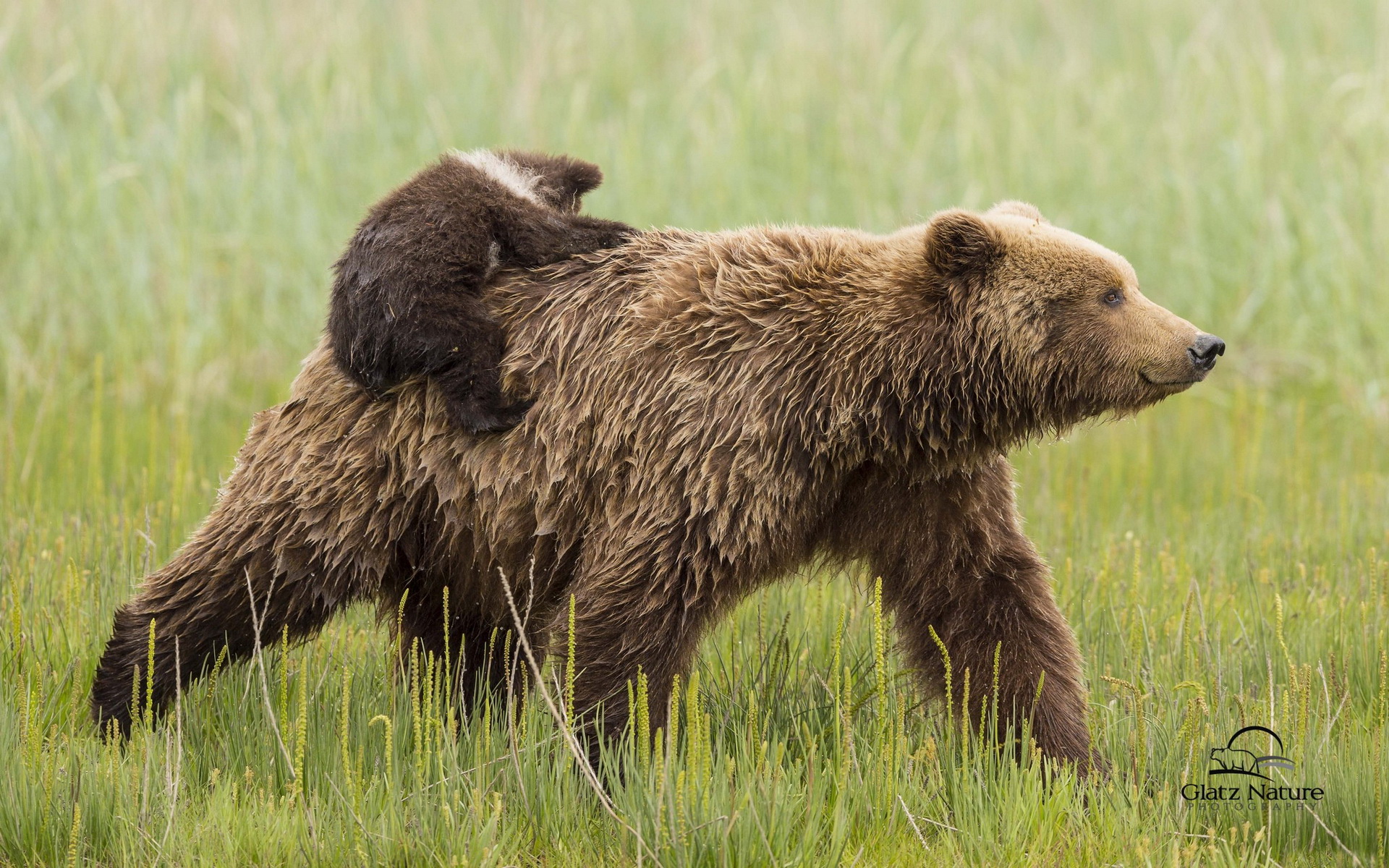 Скачать обои бесплатно Медведи, Медведь, Животные картинка на рабочий стол ПК
