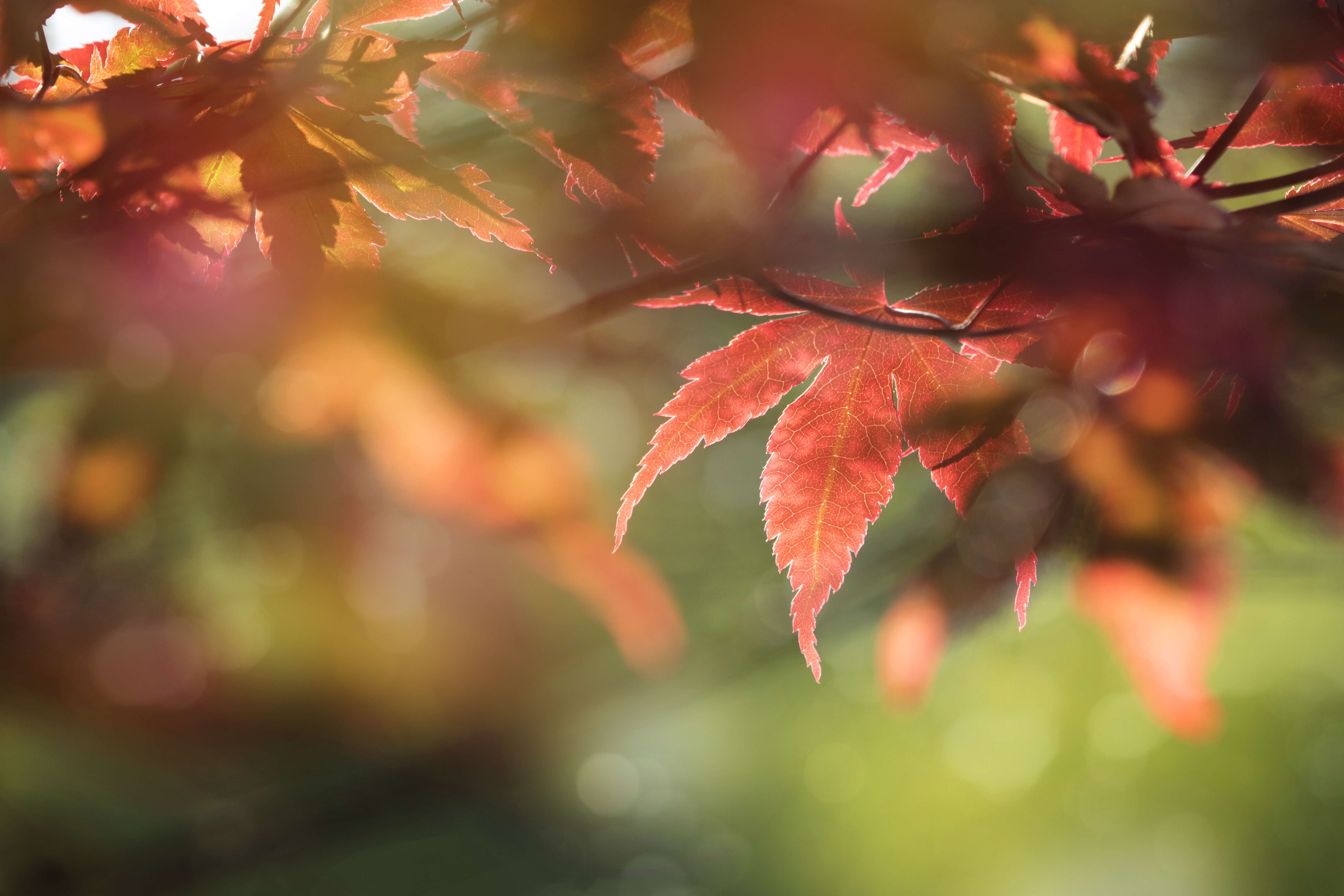 Free download wallpaper Macro, Leaves, Focus, Maple, Nature on your PC desktop