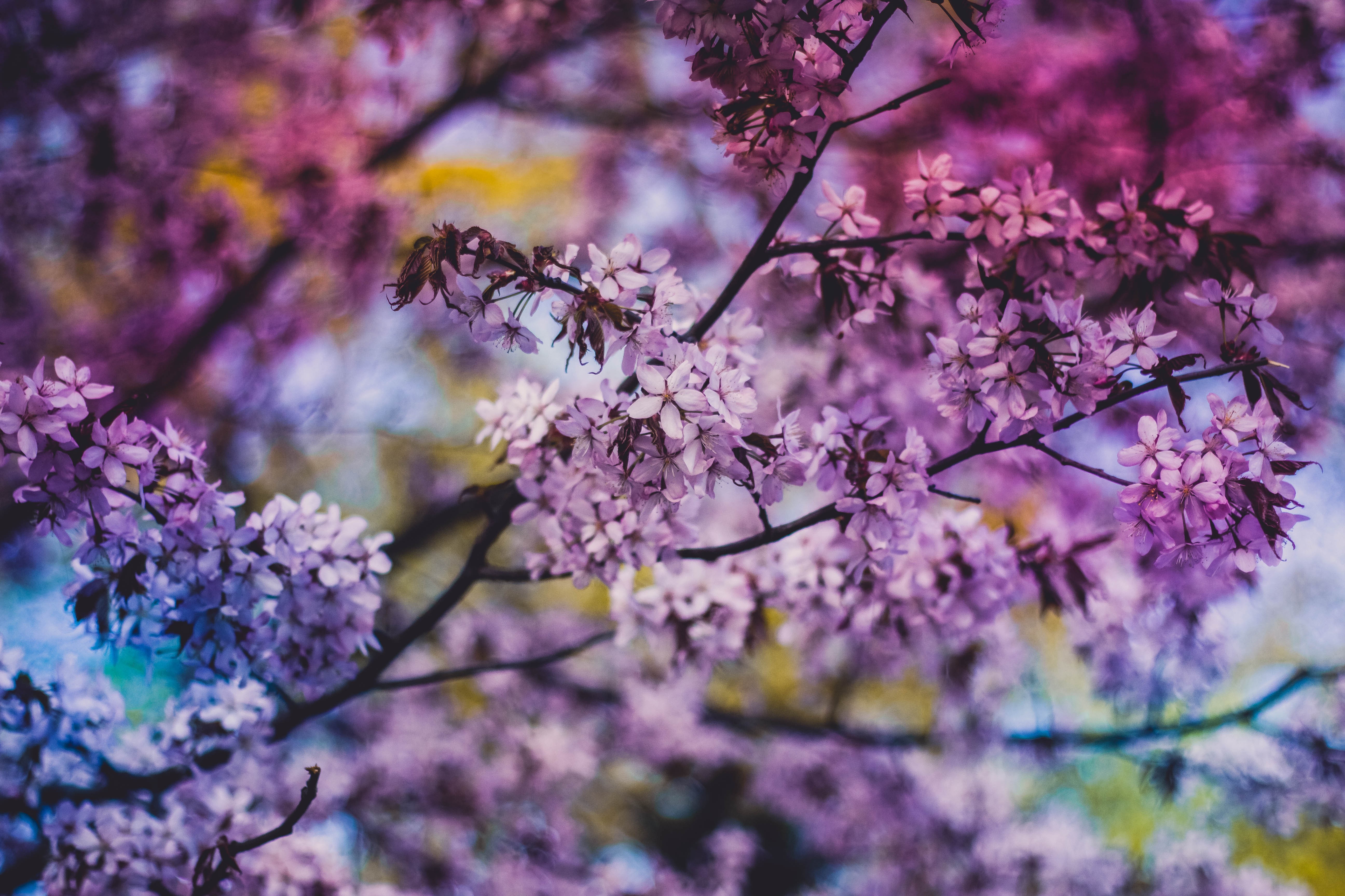 Free download wallpaper Flowers, Flower, Earth, Bokeh, Blossom on your PC desktop