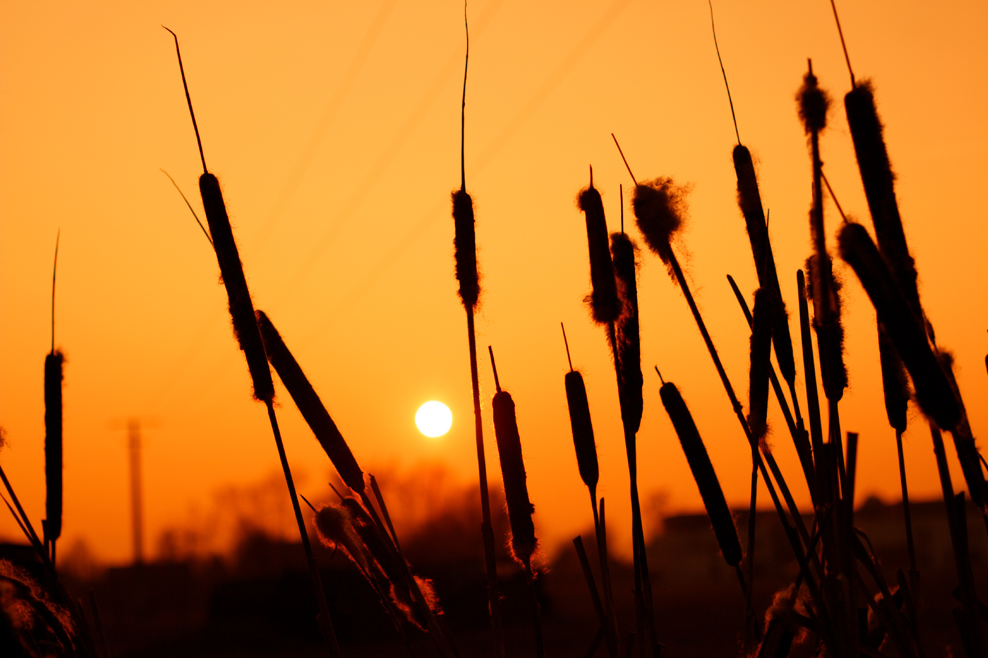 Free download wallpaper Nature, Sunset, Sun, Plant, Earth on your PC desktop