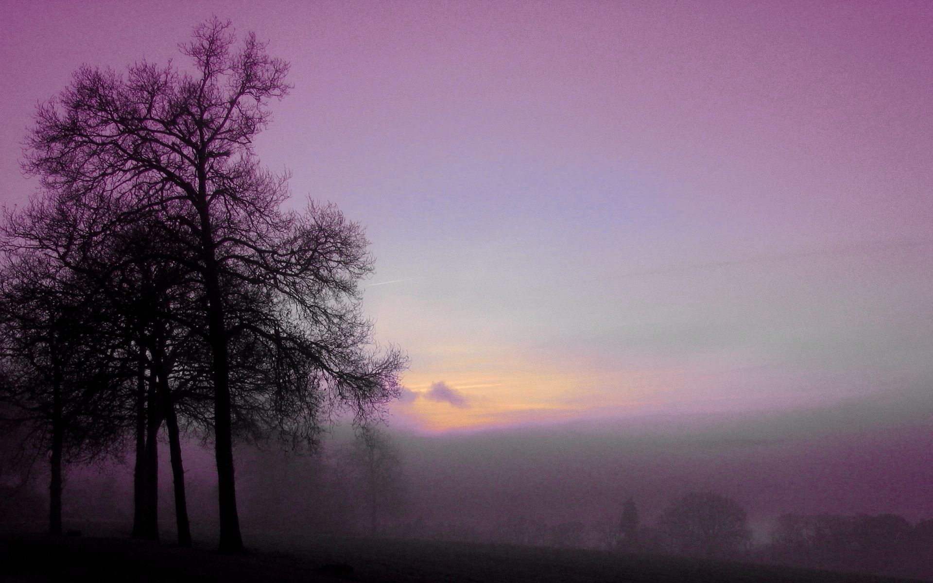 Скачать картинку Силуэт, Дерево, Туман, Утро, Пурпурный, Земля/природа в телефон бесплатно.