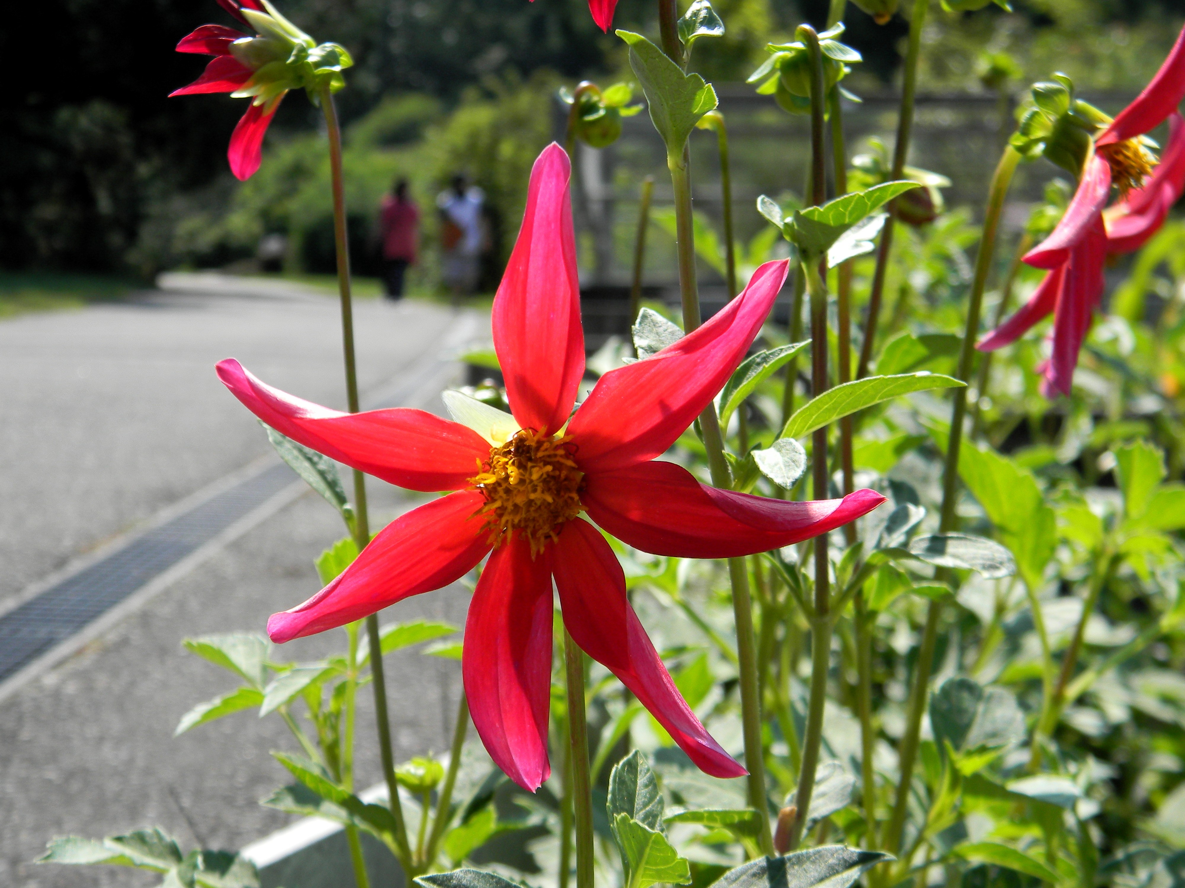 Free download wallpaper Flowers, Flower, Earth on your PC desktop