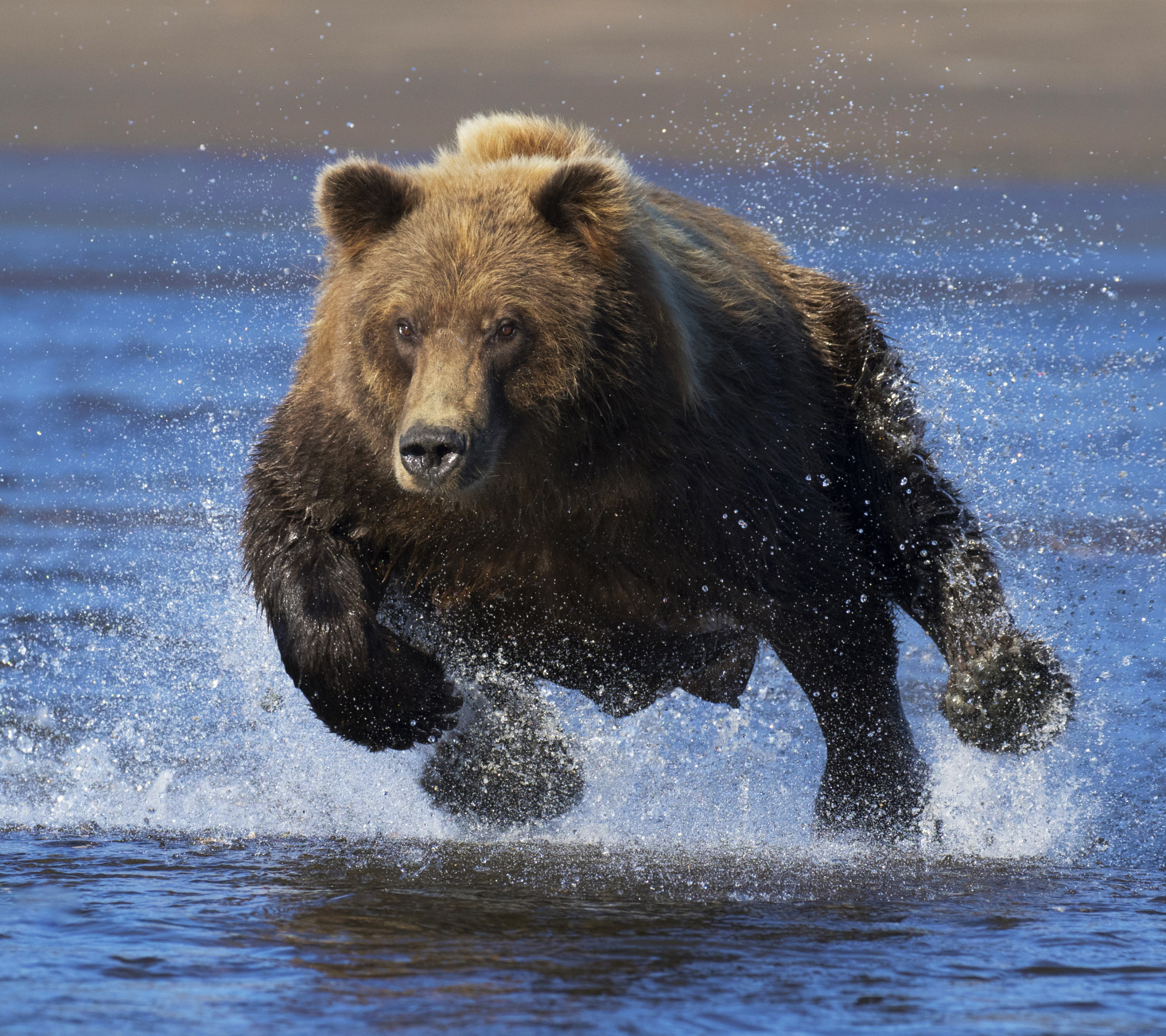 Download mobile wallpaper Water, Bears, Splash, Bear, Animal for free.