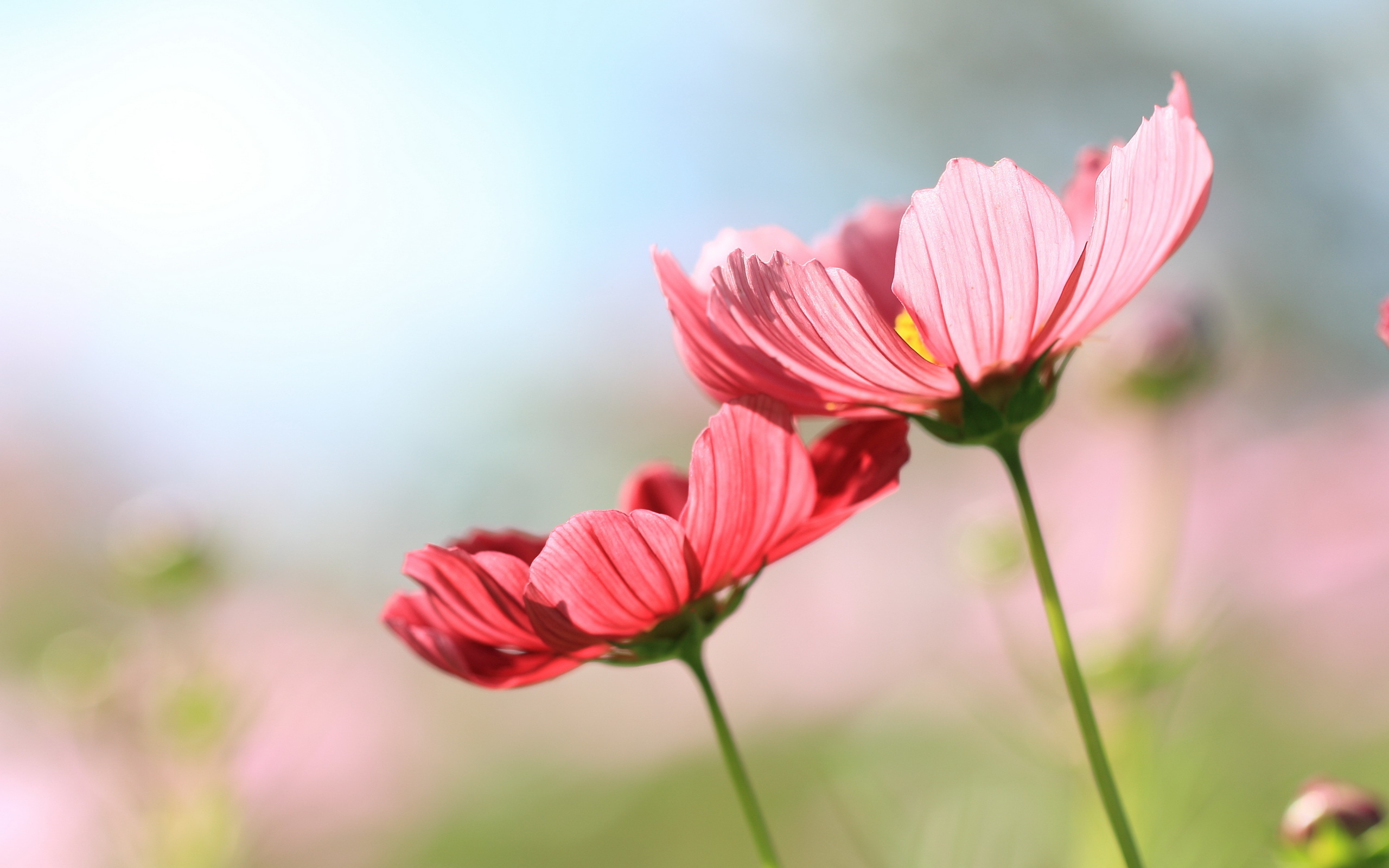 Laden Sie das Blumen, Blume, Erde/natur-Bild kostenlos auf Ihren PC-Desktop herunter