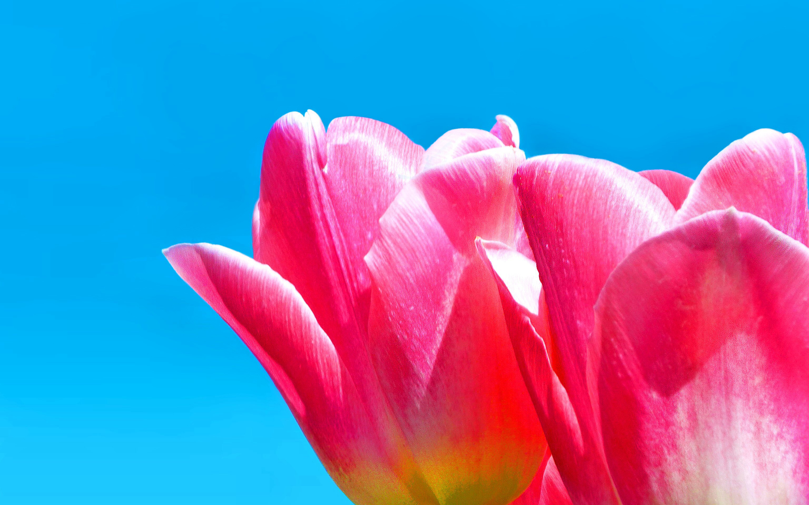 Download mobile wallpaper Tulip, Pink Flower, Petal, Spring, Flowers, Colorful, Flower, Earth for free.