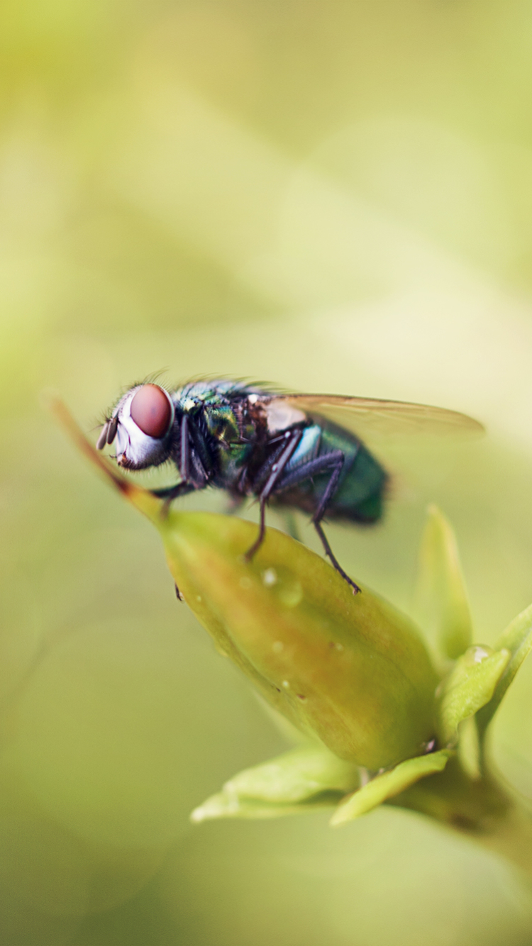 Download mobile wallpaper Plant, Macro, Insect, Animal, Fly, Meatfly for free.