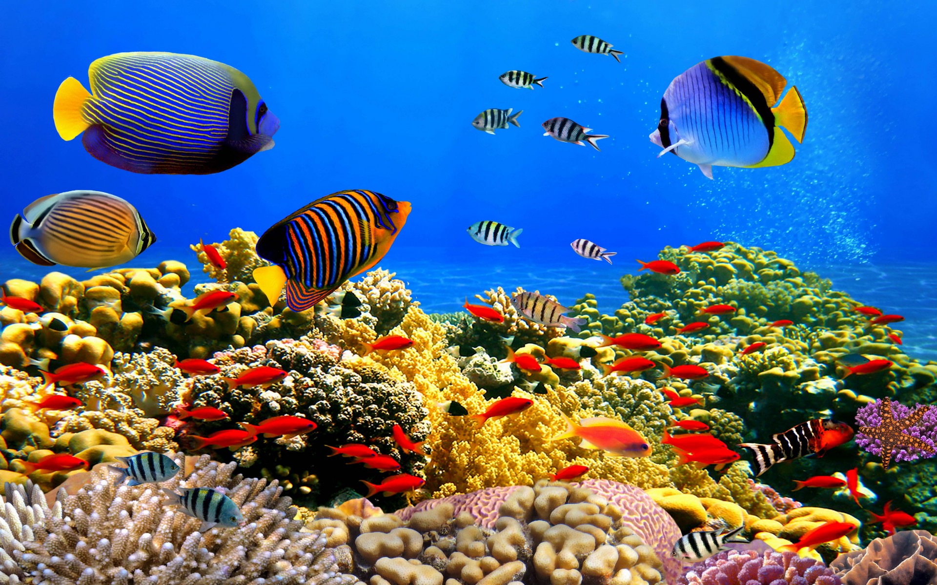 377231 descargar fondo de pantalla coral, pez tropical, arrecife de coral, peces, colores, animales, pez, vistoso, océano, planta, submarina: protectores de pantalla e imágenes gratis