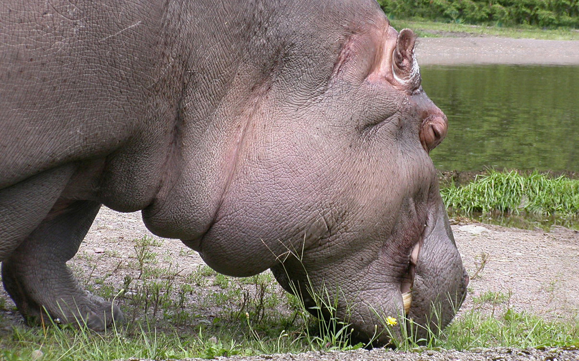 Baixe gratuitamente a imagem Animais, Hipopótamo na área de trabalho do seu PC