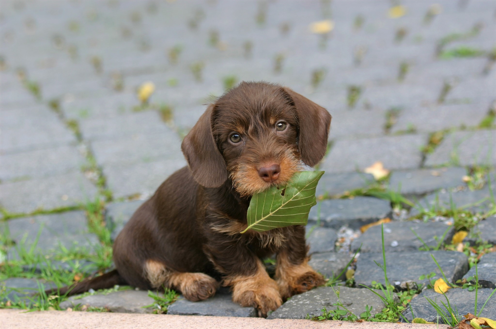 Download mobile wallpaper Dogs, Leaf, Animal, Puppy, Dachshund, Baby Animal for free.