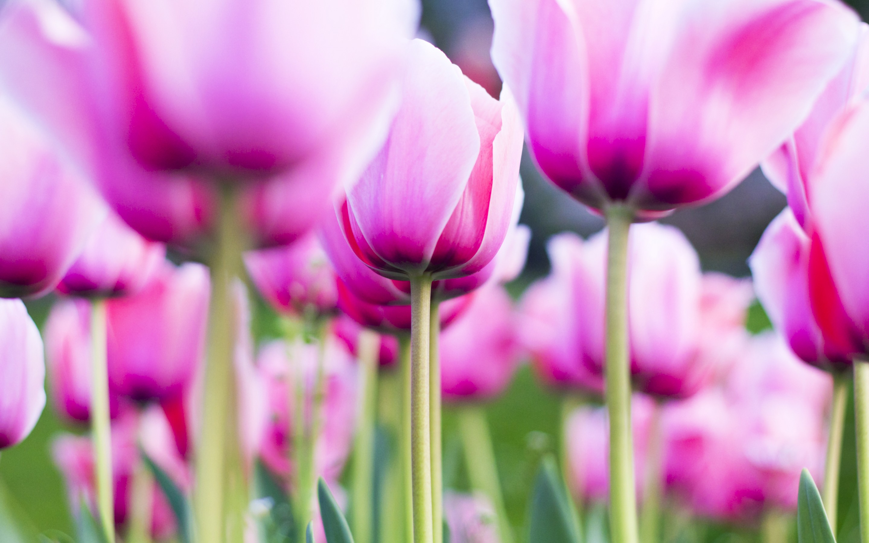 Free download wallpaper Flowers, Earth, Tulip on your PC desktop