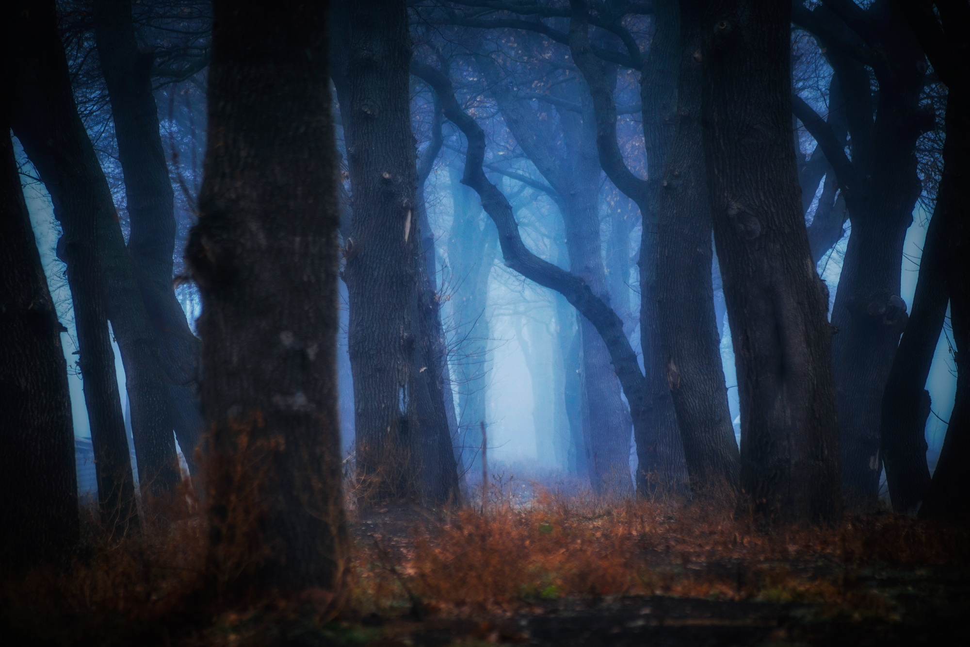 Descarga gratuita de fondo de pantalla para móvil de Naturaleza, Bosque, Niebla, Tierra/naturaleza.