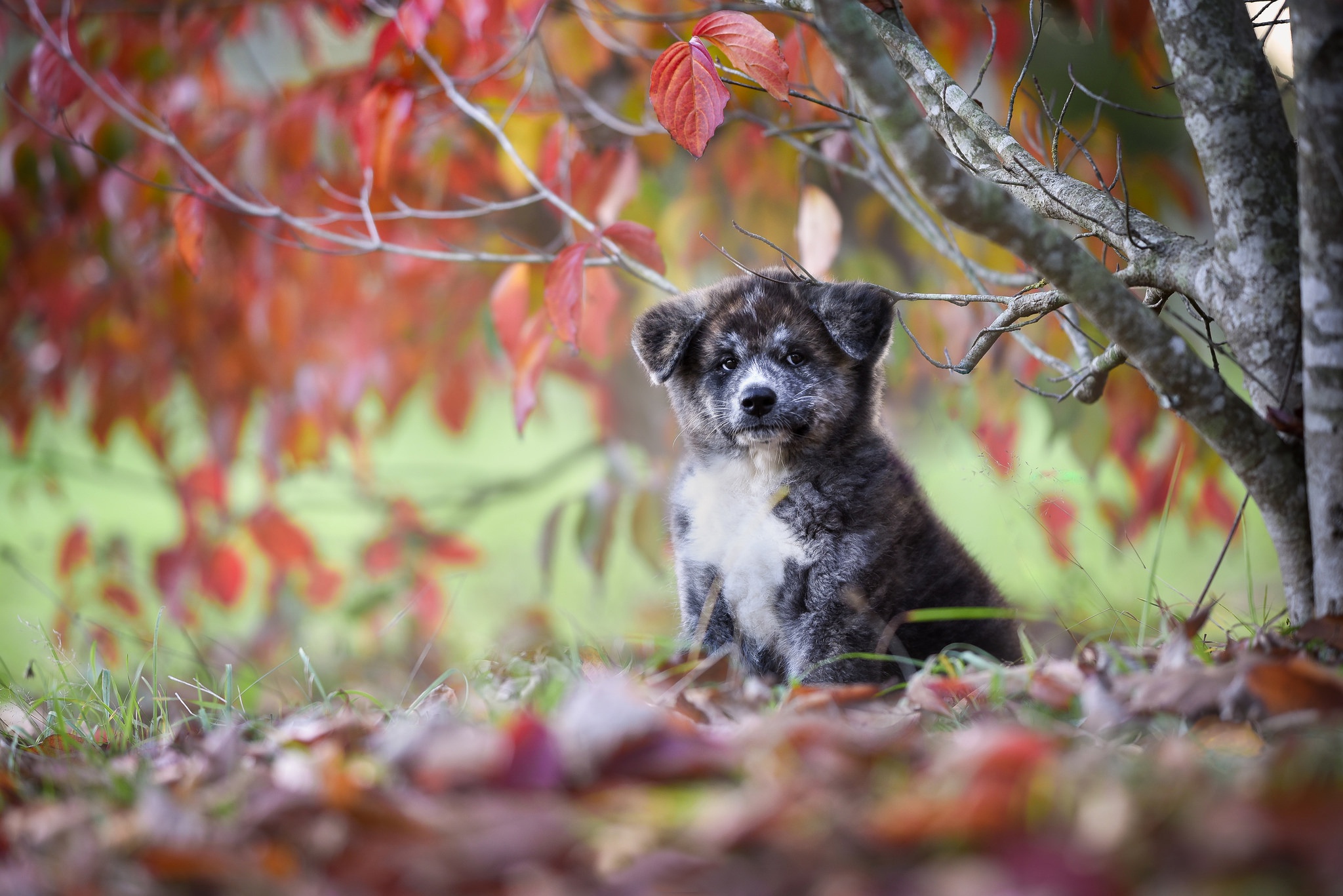 Laden Sie das Tiere, Hunde, Hund, Welpen, Akita, Tierbaby-Bild kostenlos auf Ihren PC-Desktop herunter