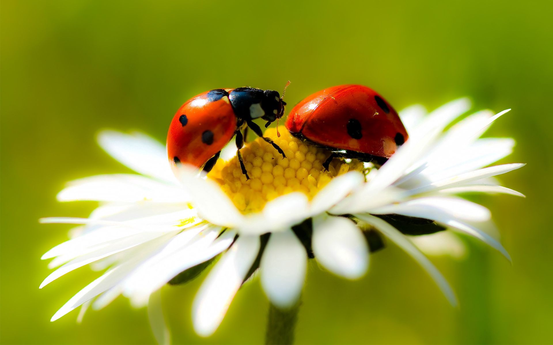 Download mobile wallpaper Ladybird, Macro, Camomile, Crawl, Chamomile, Insect, Ladybug for free.