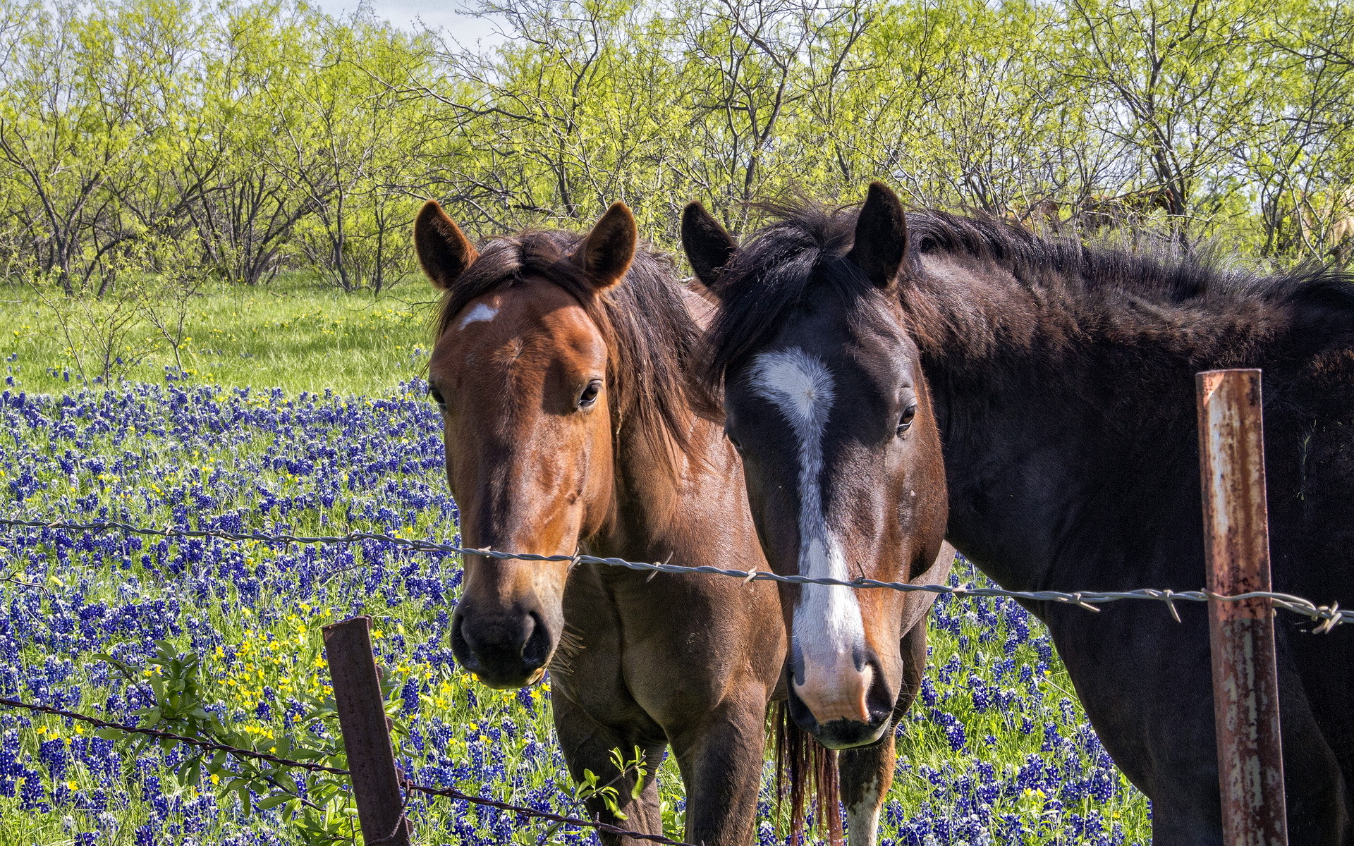 Descarga gratuita de fondo de pantalla para móvil de Animales, Caballo.