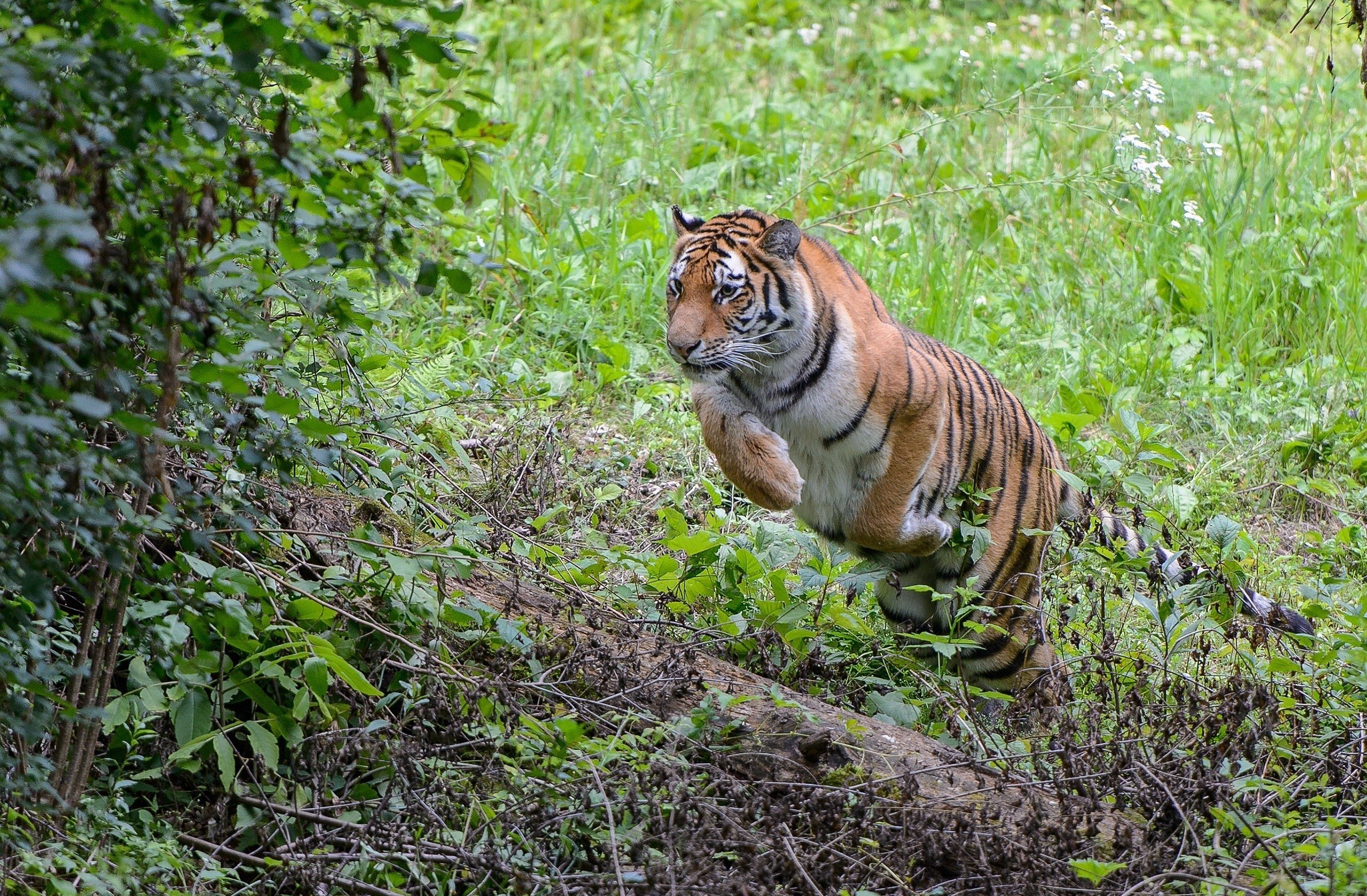 342786 descargar imagen animales, tigre, salto, gatos: fondos de pantalla y protectores de pantalla gratis