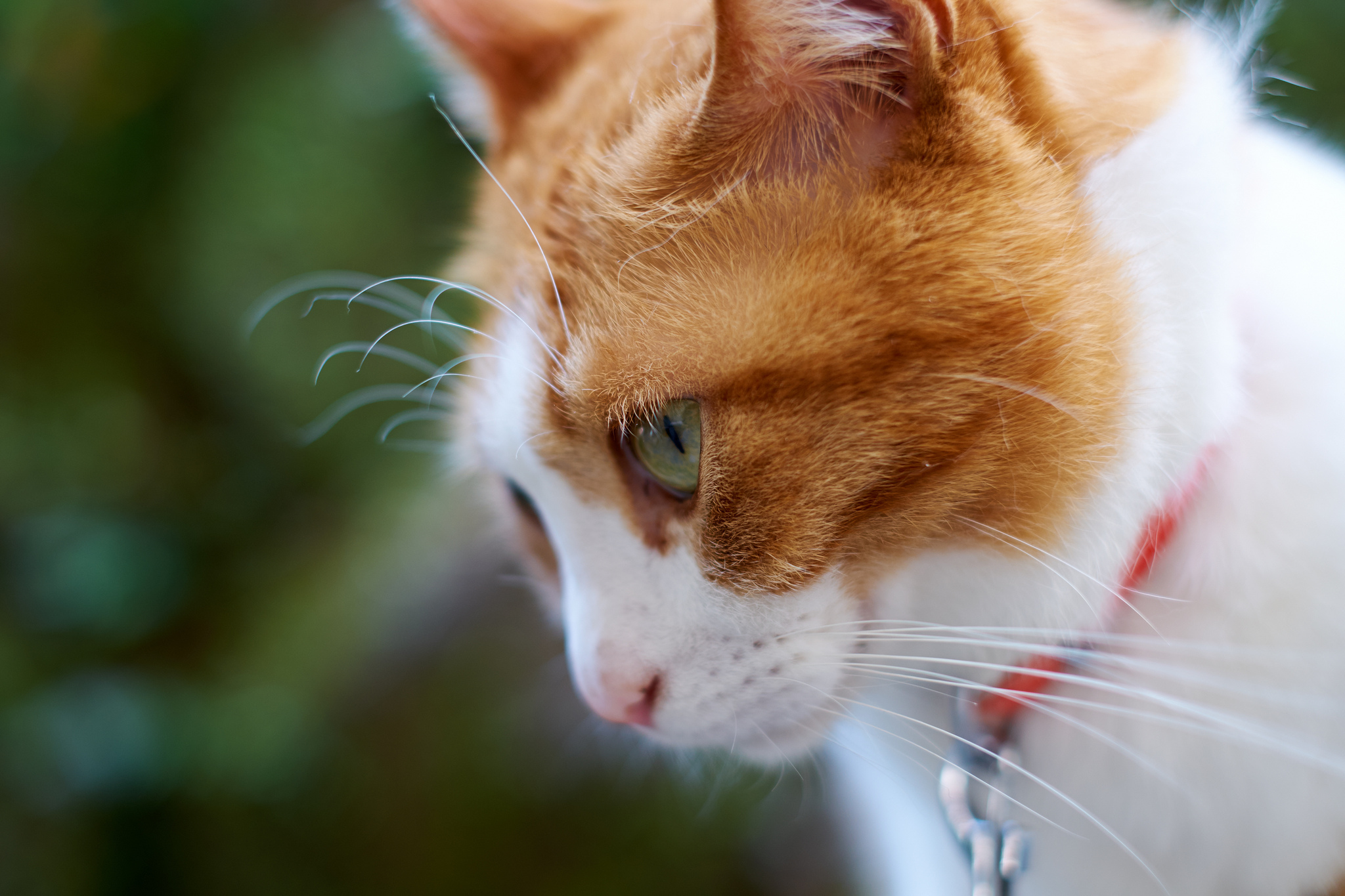 Baixe gratuitamente a imagem Gato, Gatos, Animais na área de trabalho do seu PC