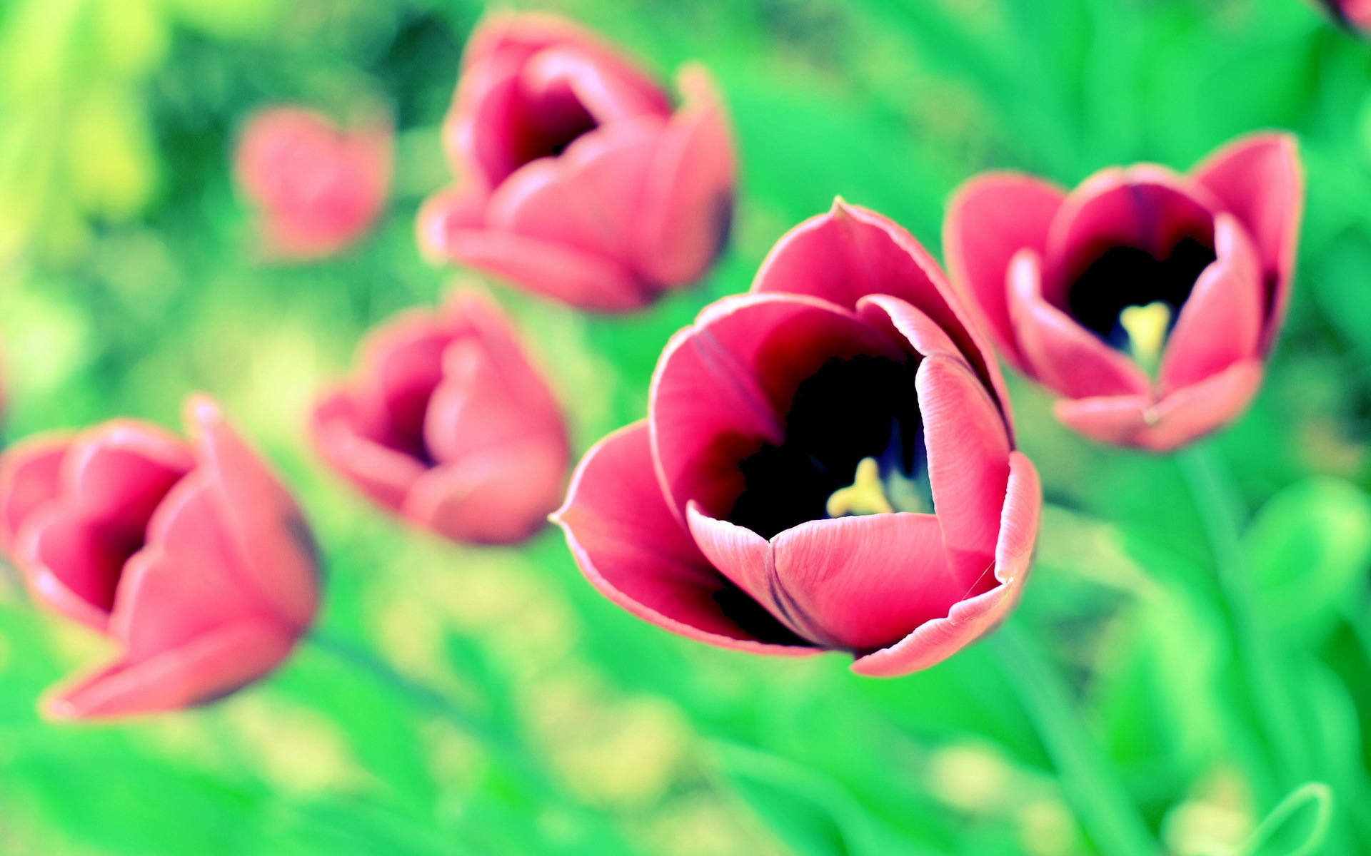 Descarga gratis la imagen Tulipán, Flores, Flor, Tierra/naturaleza en el escritorio de tu PC