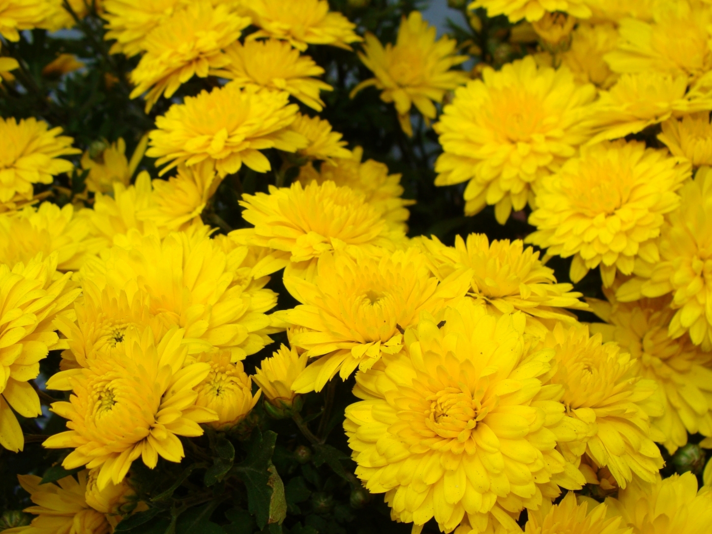 38606 descargar fondo de pantalla plantas, flores, amarillo: protectores de pantalla e imágenes gratis