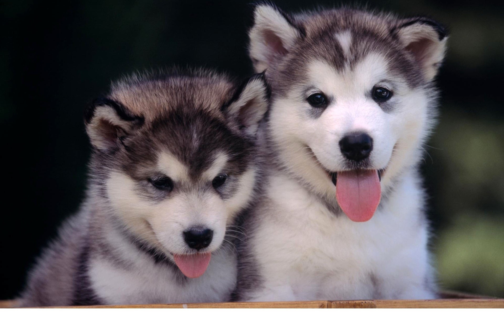 Téléchargez gratuitement l'image Animaux, Chien sur le bureau de votre PC