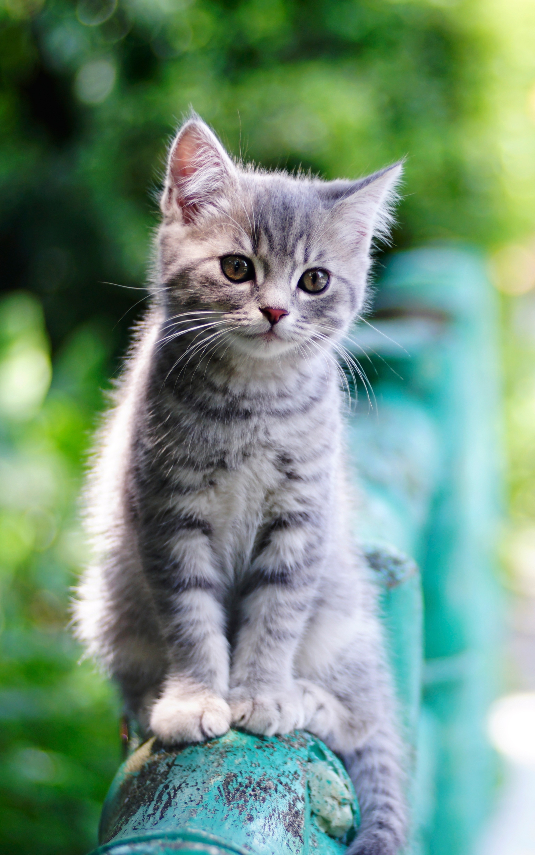 無料モバイル壁紙動物, ネコ, 猫, 子猫, 赤ちゃん動物をダウンロードします。