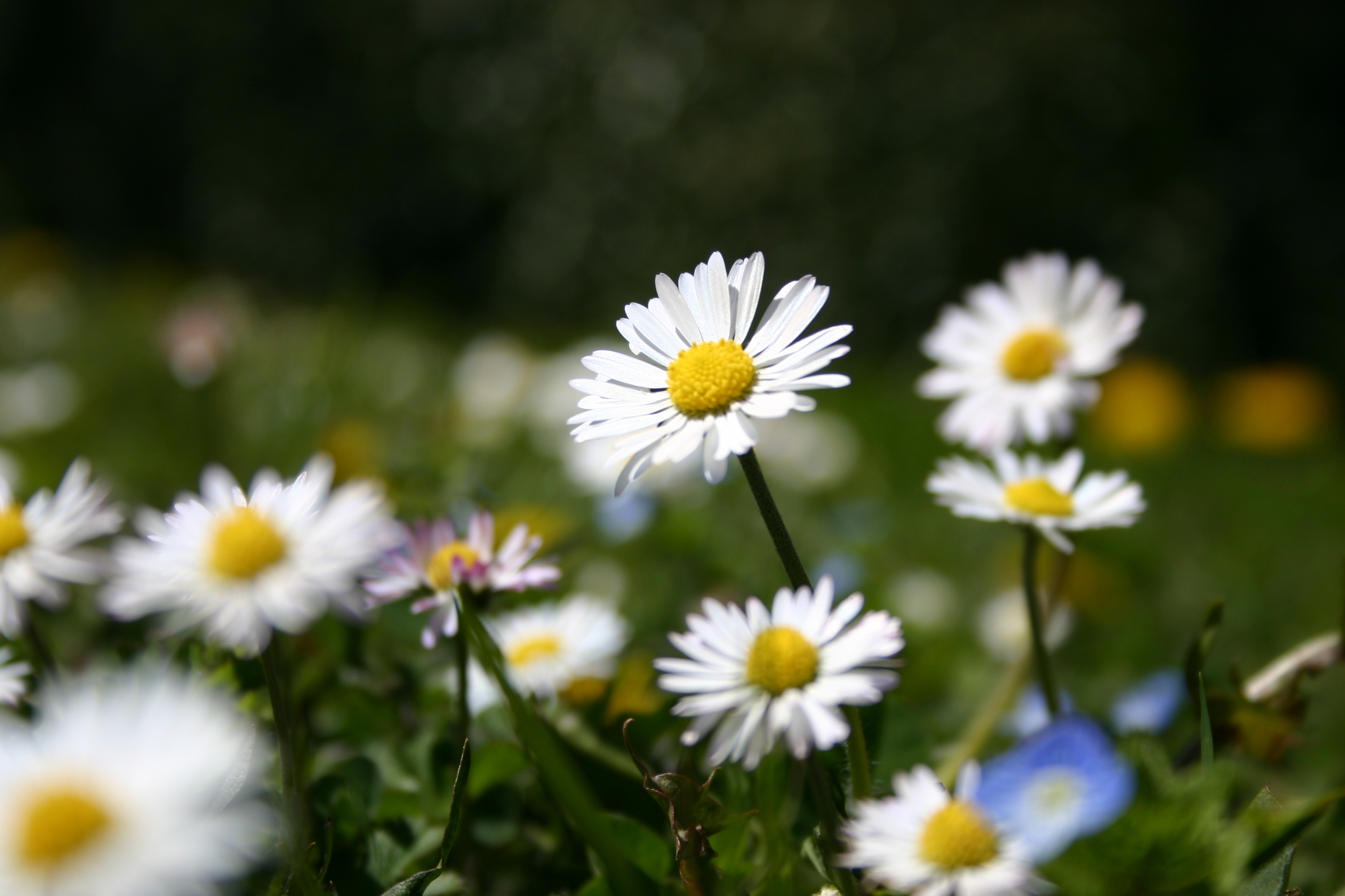 Download mobile wallpaper Grass, Flowers, Nature, Meadow, Camomile, Summer for free.