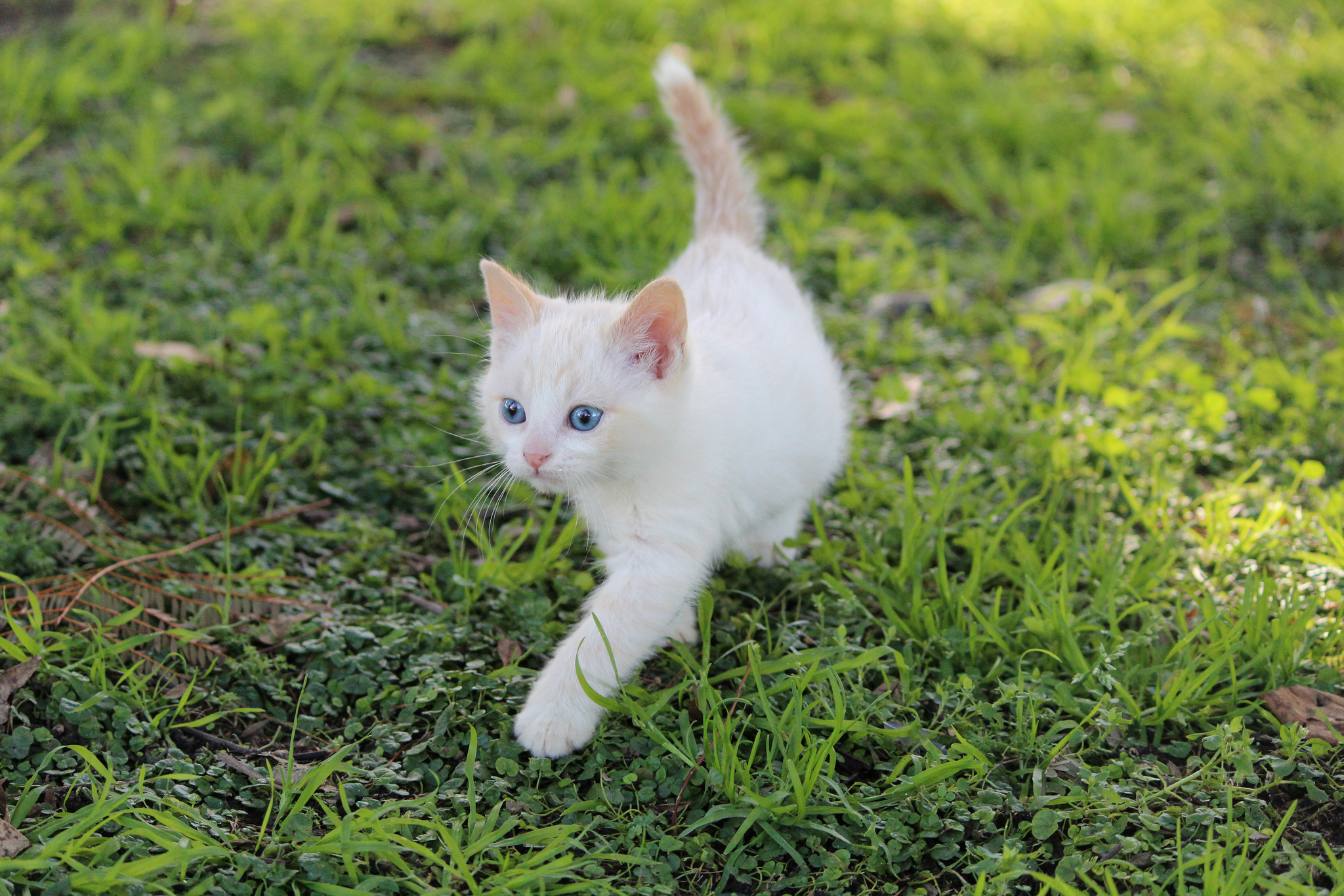 Laden Sie das Tiere, Katzen, Katze-Bild kostenlos auf Ihren PC-Desktop herunter