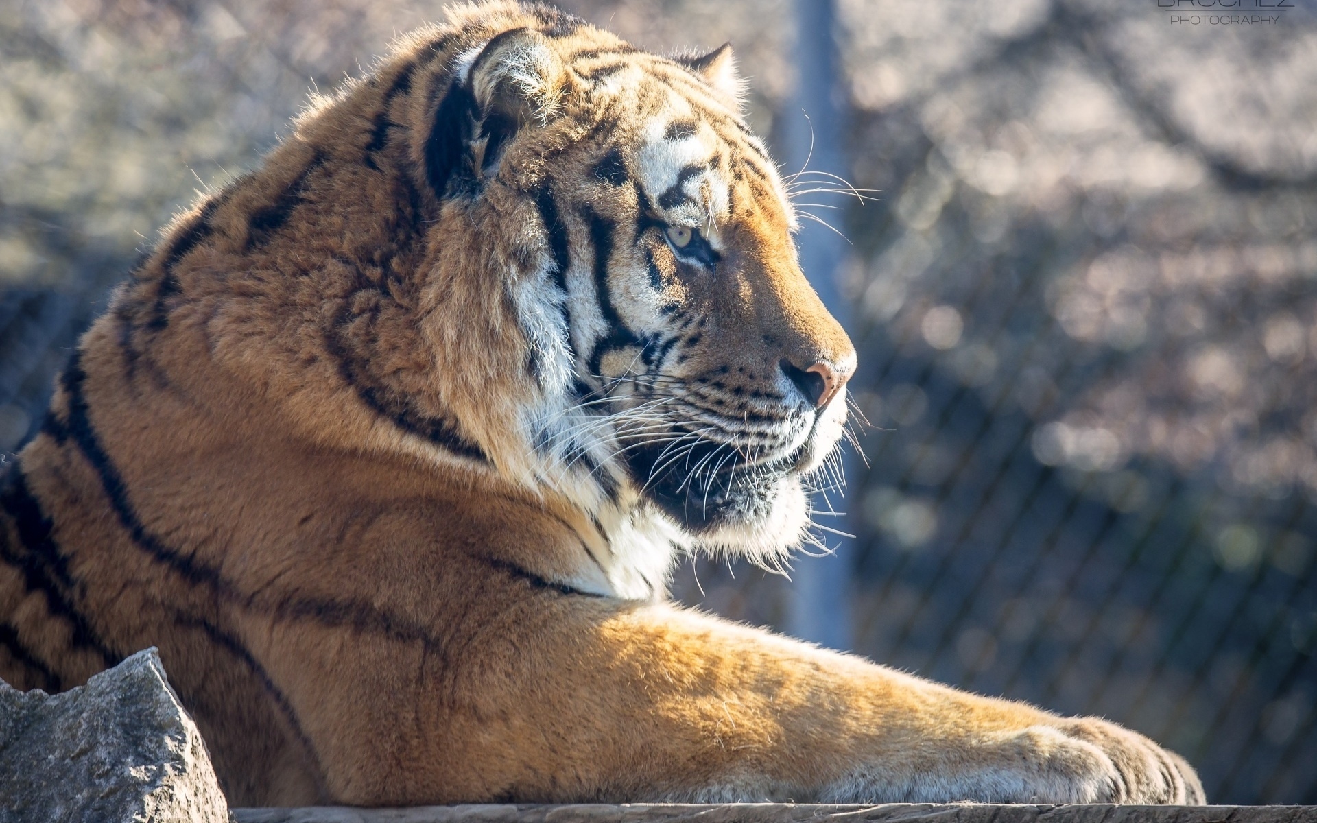 Baixar papel de parede para celular de Animais, Gatos, Tigre gratuito.