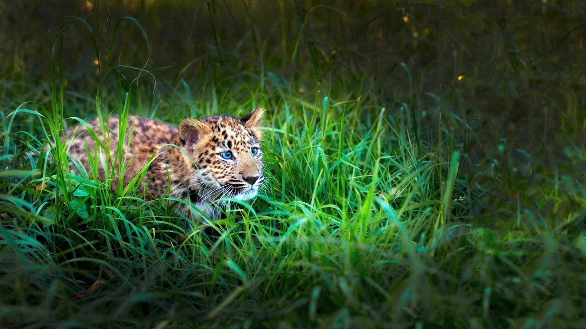 Mobile wallpaper animals, grass, young, leopard, to lie down, lie, hide, hunting, hunt, joey, lurk