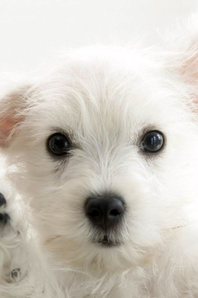 無料モバイル壁紙動物, 犬, ウエスト・ハイランド・ホワイト・テリアをダウンロードします。