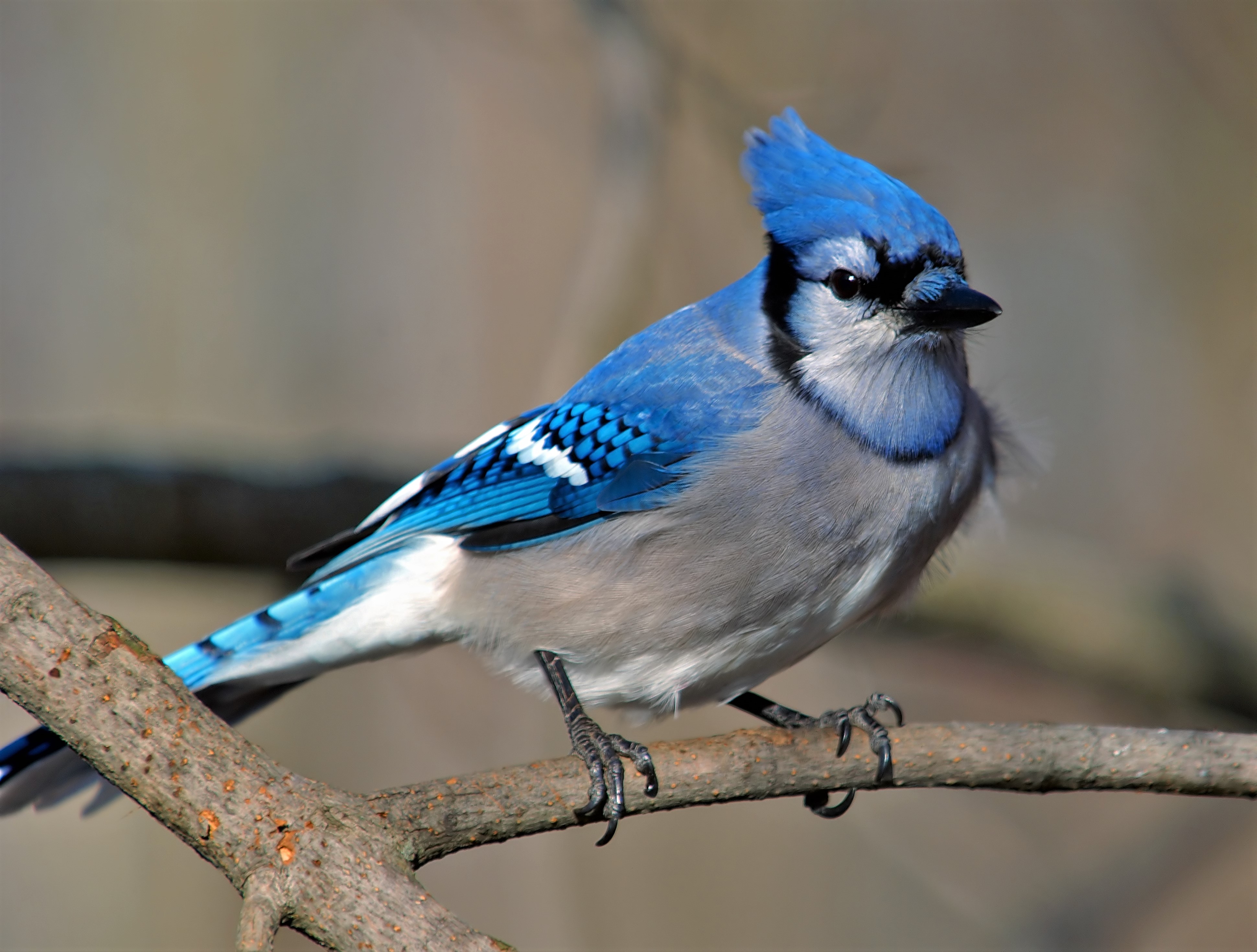 animal, blue jay, bird, birds