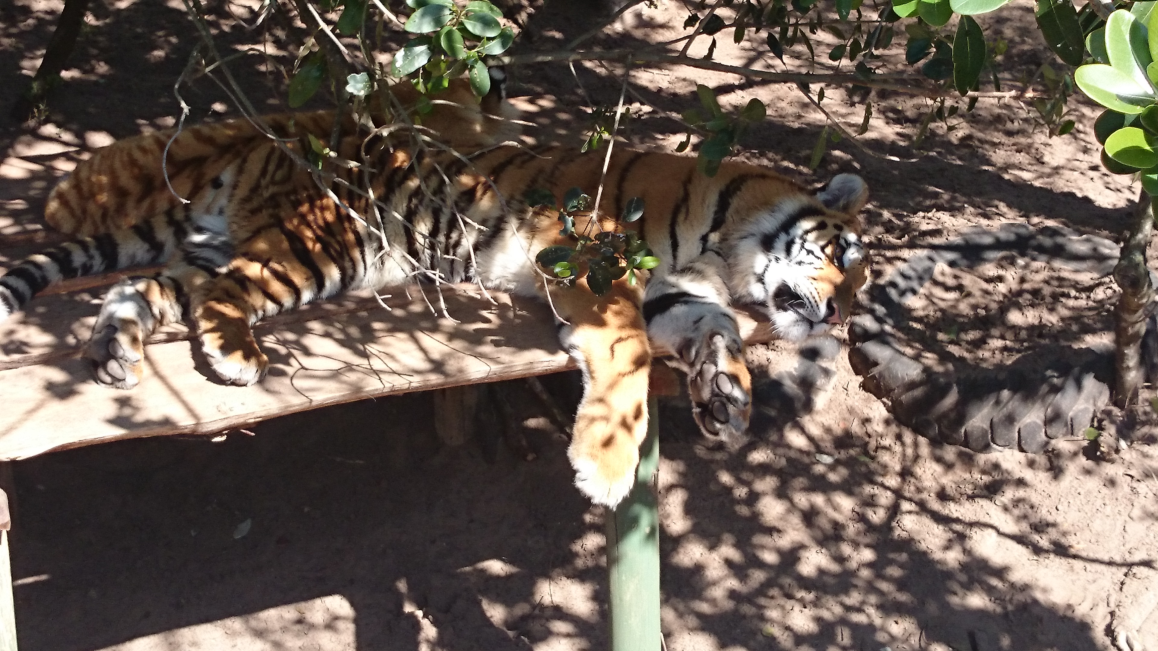 Téléchargez des papiers peints mobile Animaux, Tigre gratuitement.