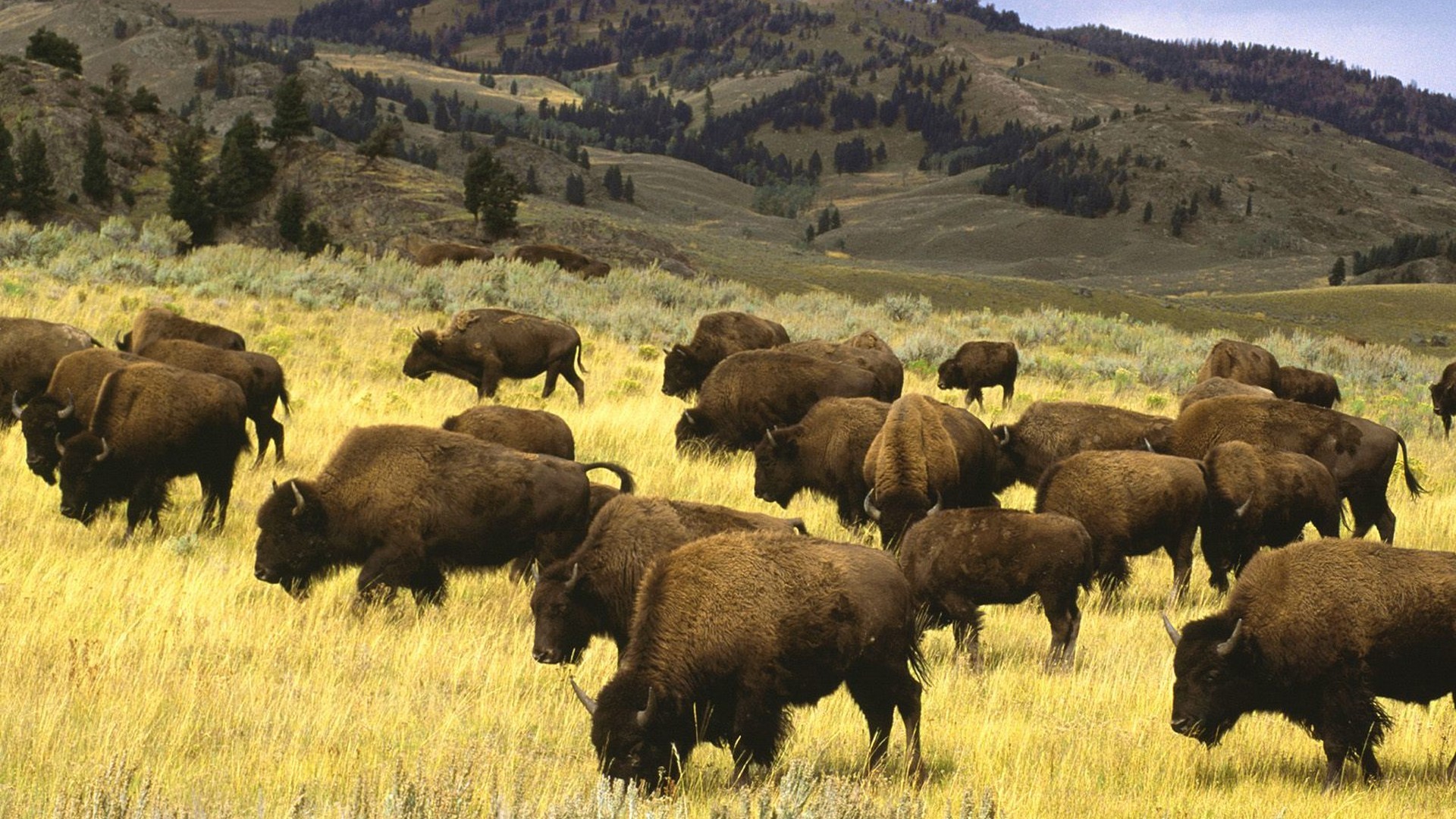 537969 Hintergrundbild herunterladen tiere, amerikanischer bison - Bildschirmschoner und Bilder kostenlos