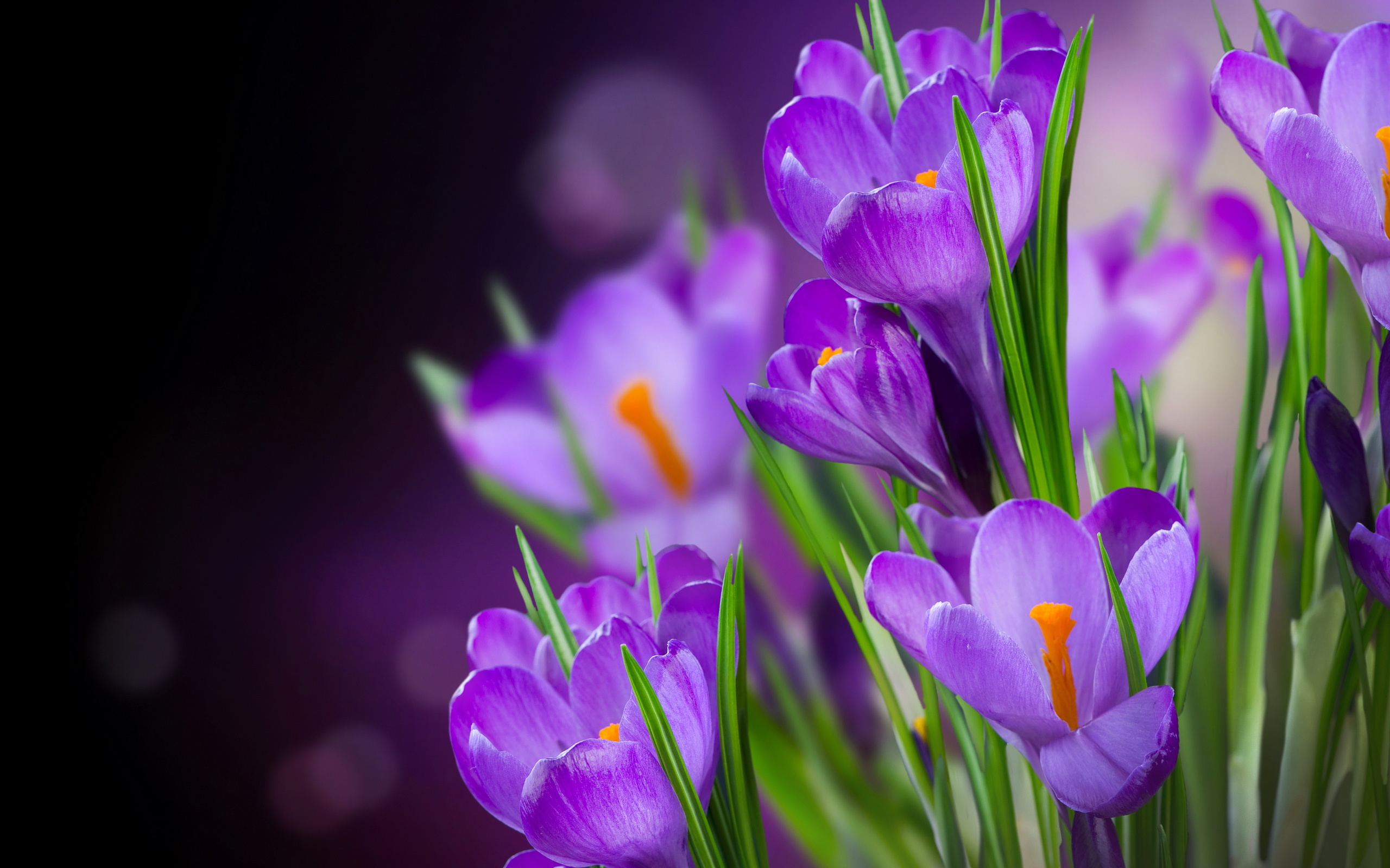 290888壁紙のダウンロード地球, クロッカス, 花, 紫色の花, フラワーズ-スクリーンセーバーと写真を無料で