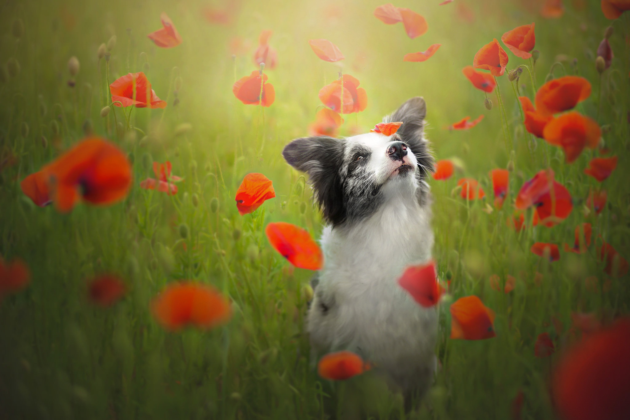 Download mobile wallpaper Dogs, Summer, Dog, Animal, Poppy, Border Collie, Red Flower for free.
