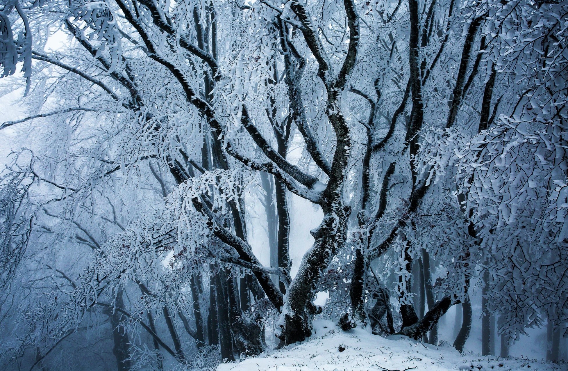 Download mobile wallpaper Winter, Ice, Snow, Forest, Tree, Earth for free.
