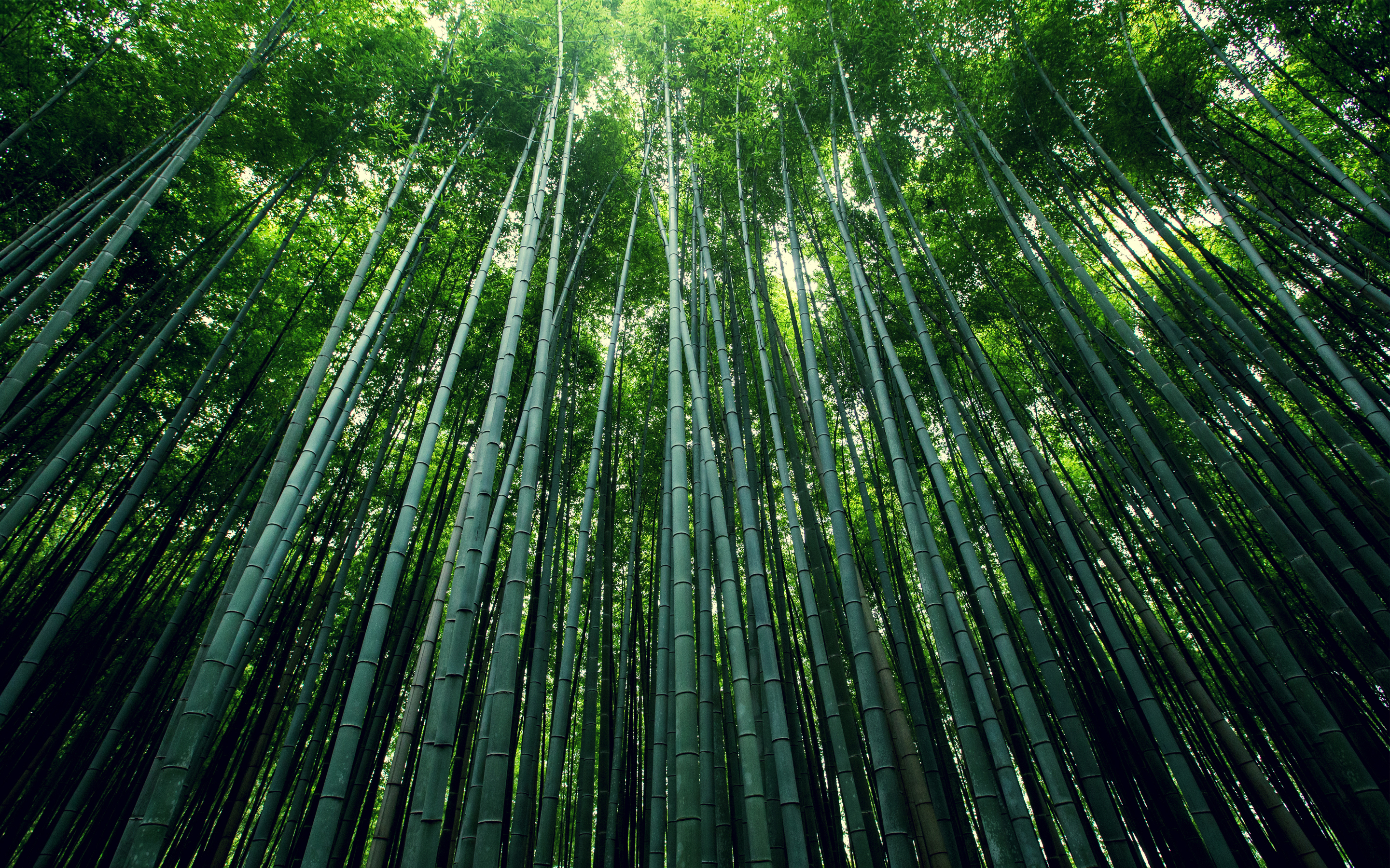 Скачать картинку Лес, Бамбук, Земля/природа в телефон бесплатно.