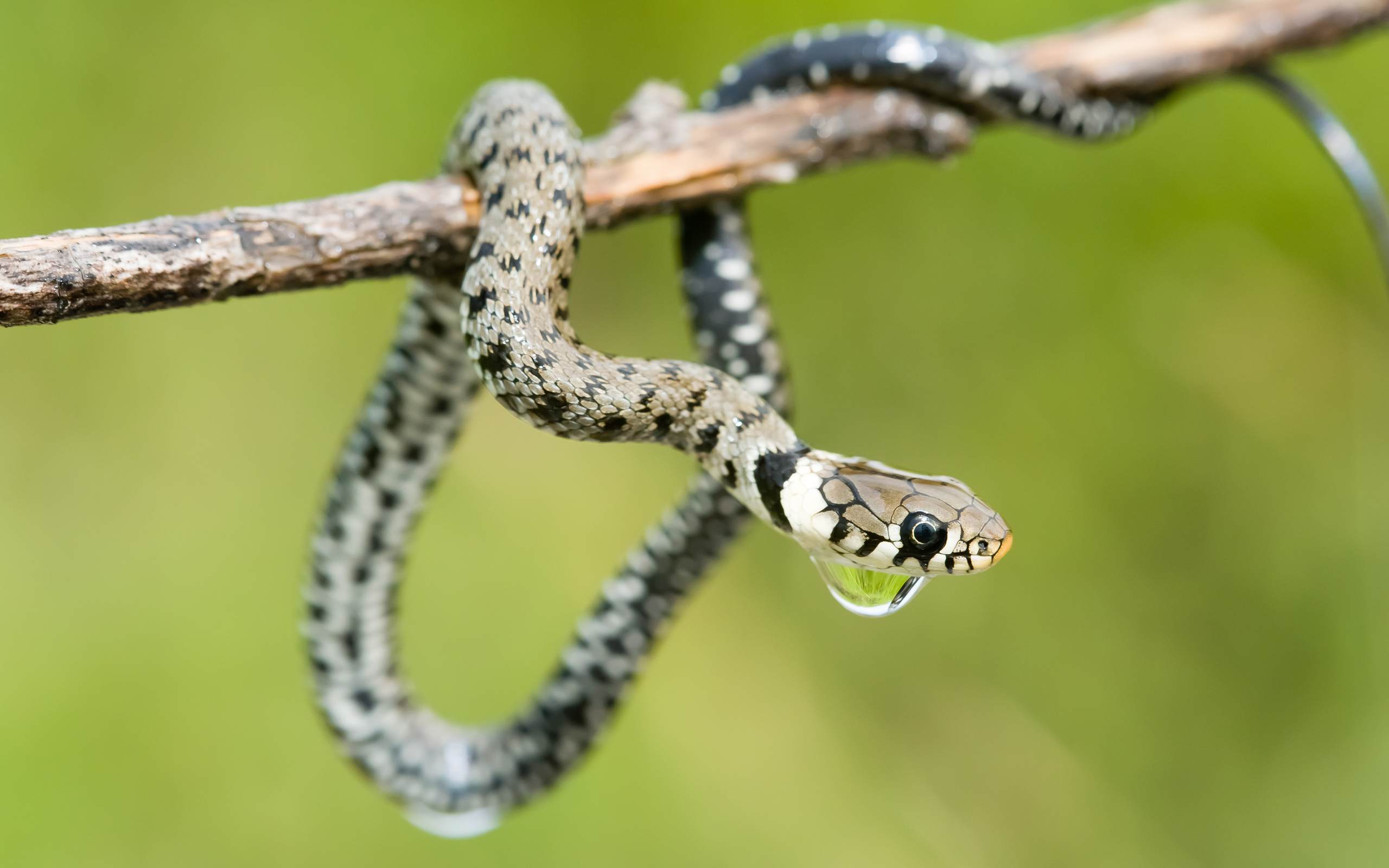 Descarga gratuita de fondo de pantalla para móvil de Serpiente, Reptiles, Animales.