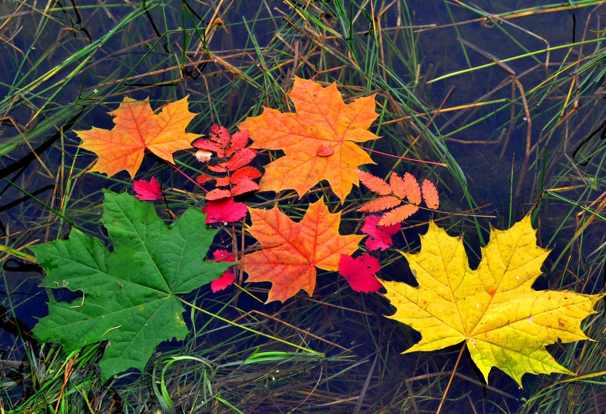 Download mobile wallpaper Nature, Water, Leaf, Fall, Earth, Colors for free.