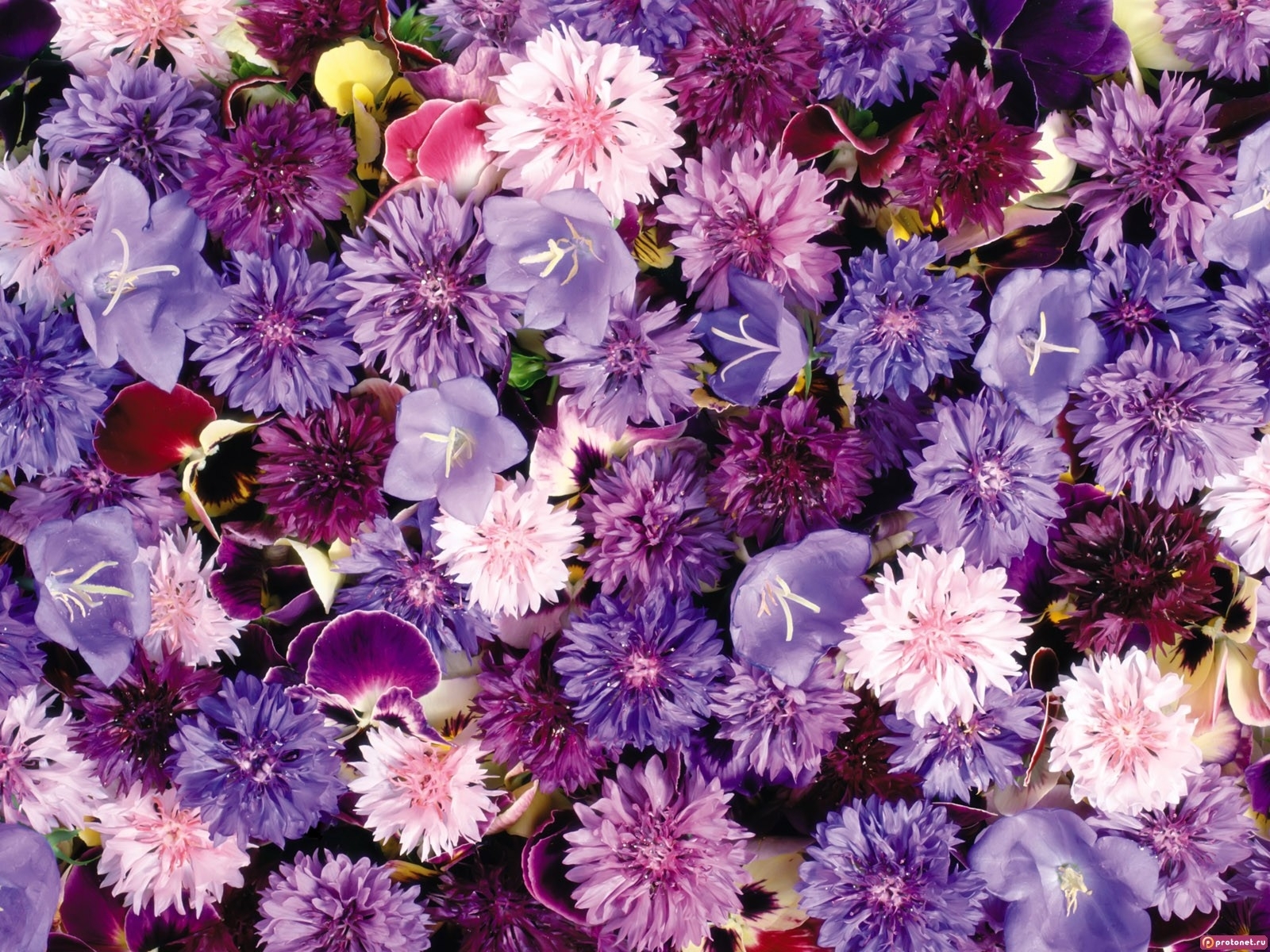 Free download wallpaper Plants, Flowers, Background, Violet on your PC desktop