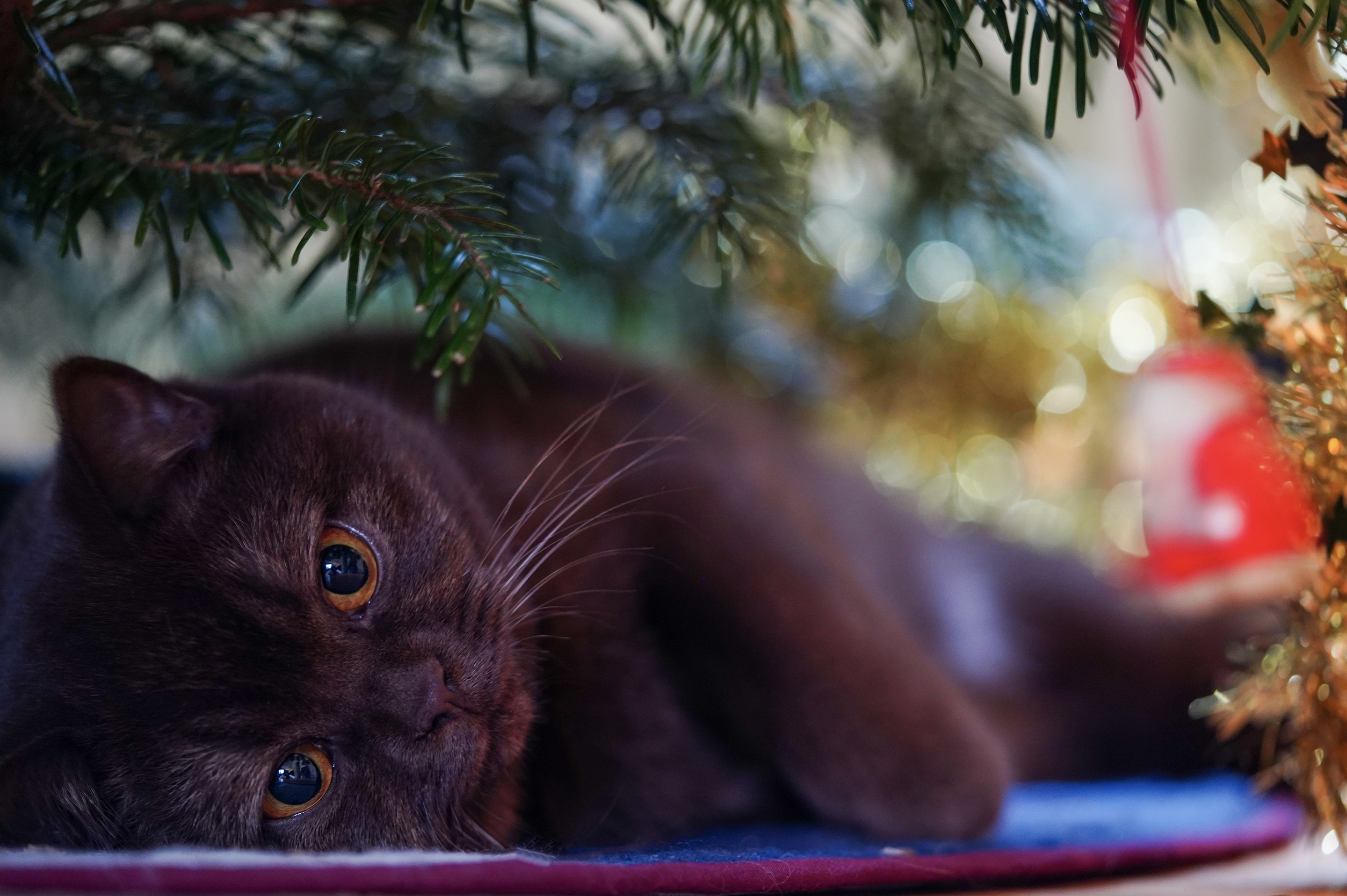 Handy-Wallpaper Tiere, Katzen, Katze kostenlos herunterladen.