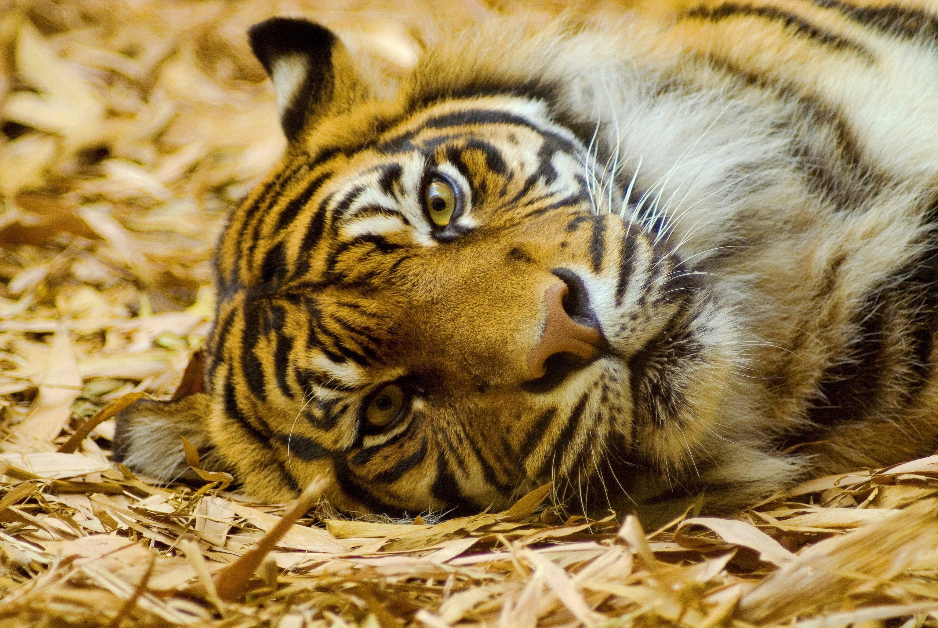 lie, animals, to lie down, muzzle, tiger, hay HD wallpaper